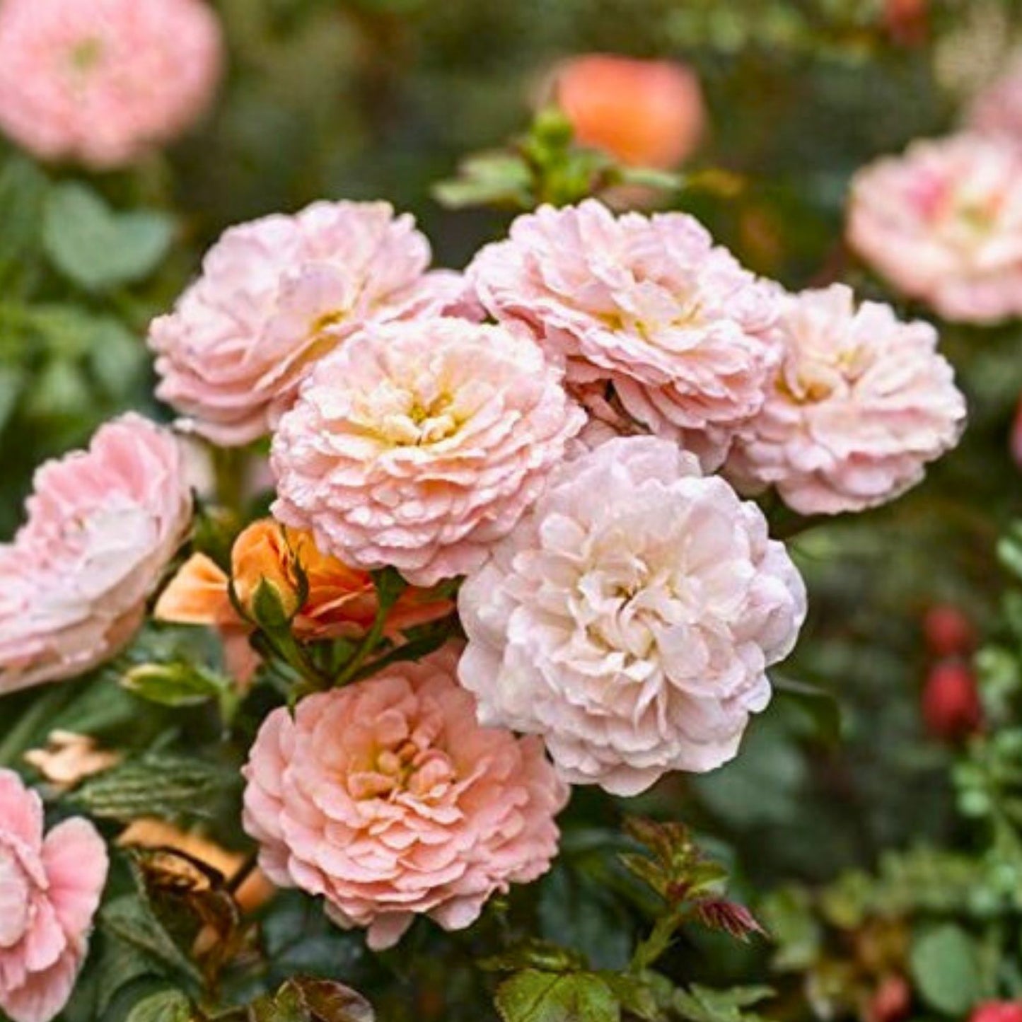 Heirloom Apricot Rose Cuttings - 6 Stems - Fragrant Blooms - Rosa spp. Garden Planting Material