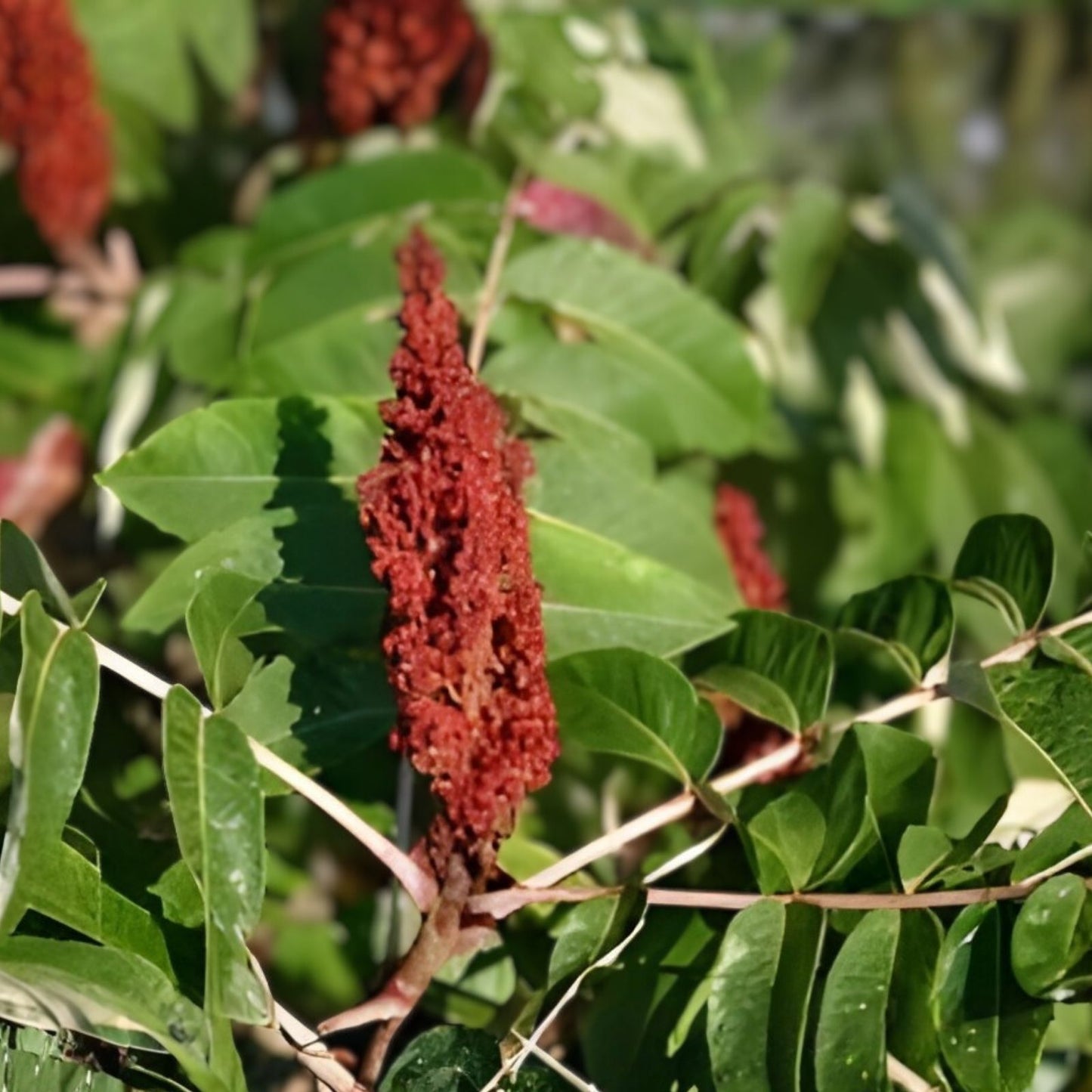 Smooth Sumac Shrub 12" Bare Root Rhus glabra Edible Berries Fall Color Landscaping Plant