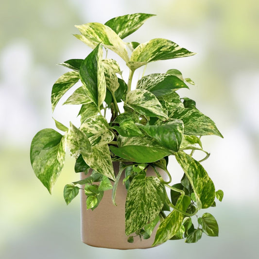 Epipremnum Pinnatum Marble Cutting - Rare Marble Pothos Indoor Houseplant - Live Plant Cutting for Home Decor