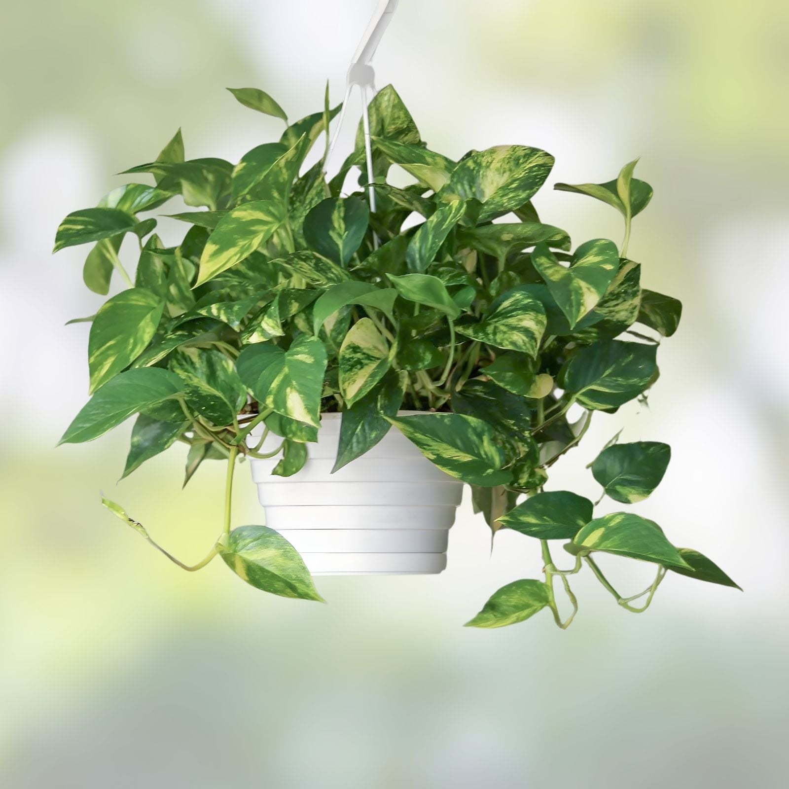 Pothos Cuttings - 5 Healthy Green Epipremnum aureum Indoor Plant, Easy Care Trailing Vine, Houseplant, Green Foliage