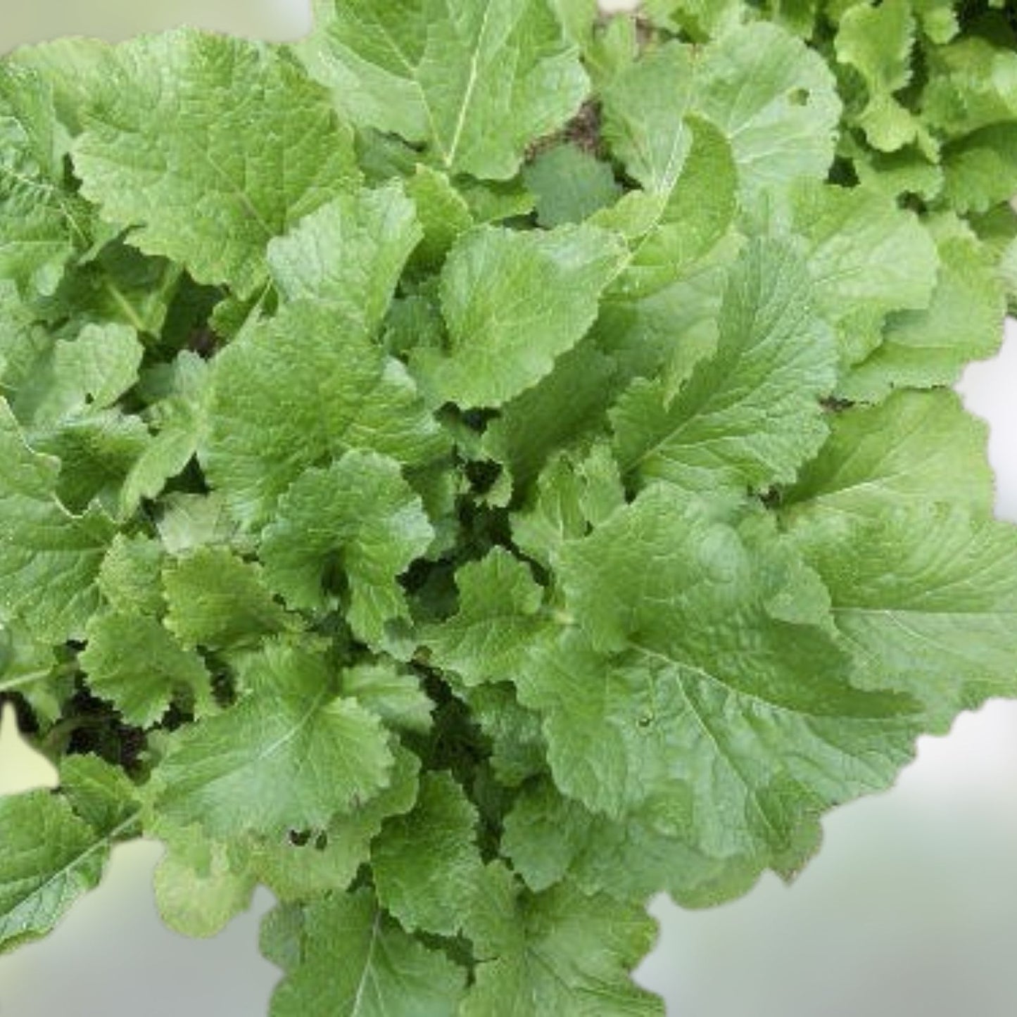 Arugula Seeds for Planting, 50 Count, Fast Growing, High Yield – Eruca vesicaria, Gourmet Salad Greens, Organic Vegetable Seeds