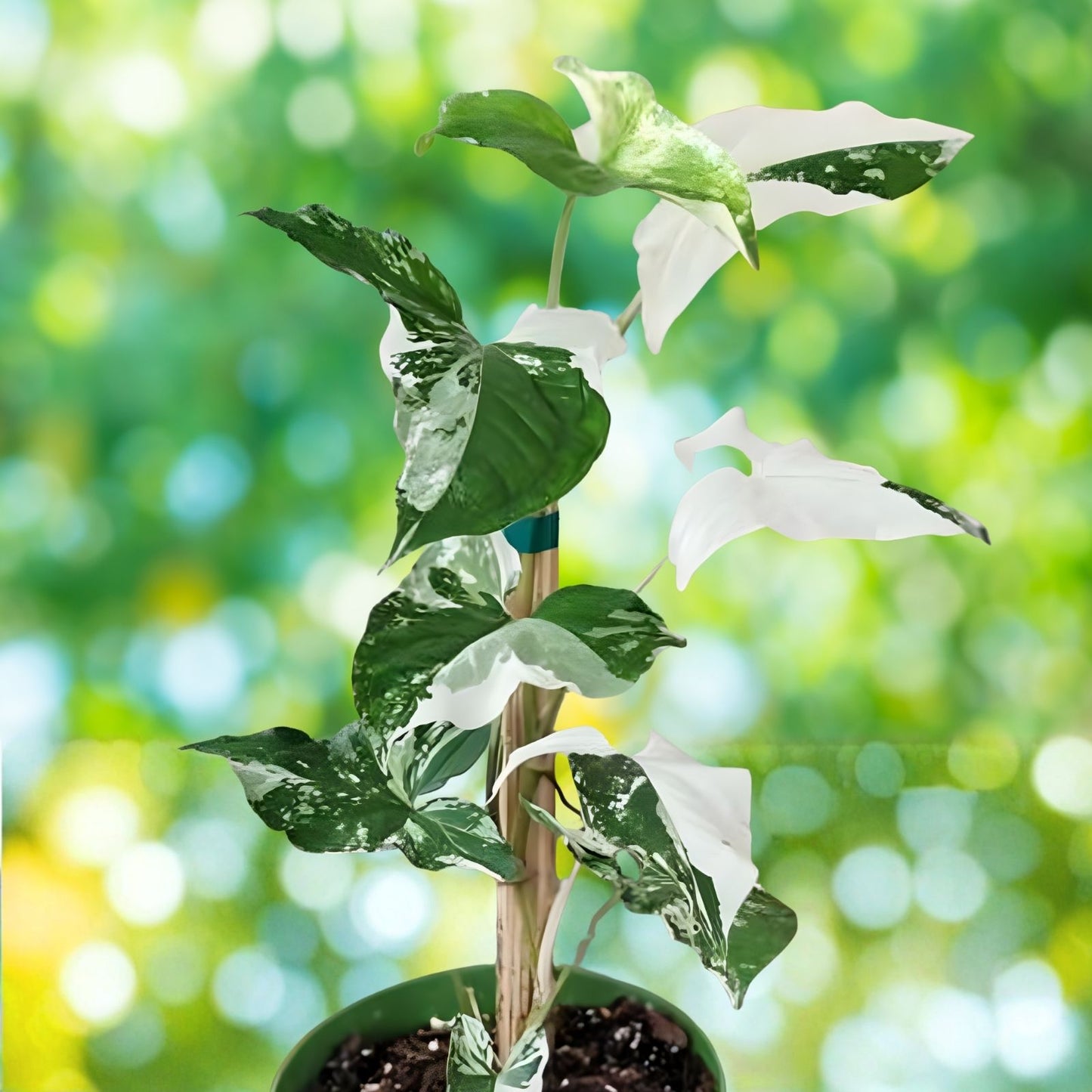 Variegated Arrowhead Vine Plant – Syngonium Albo Variegated – Indoor Houseplant for Home Decor and Air Purification