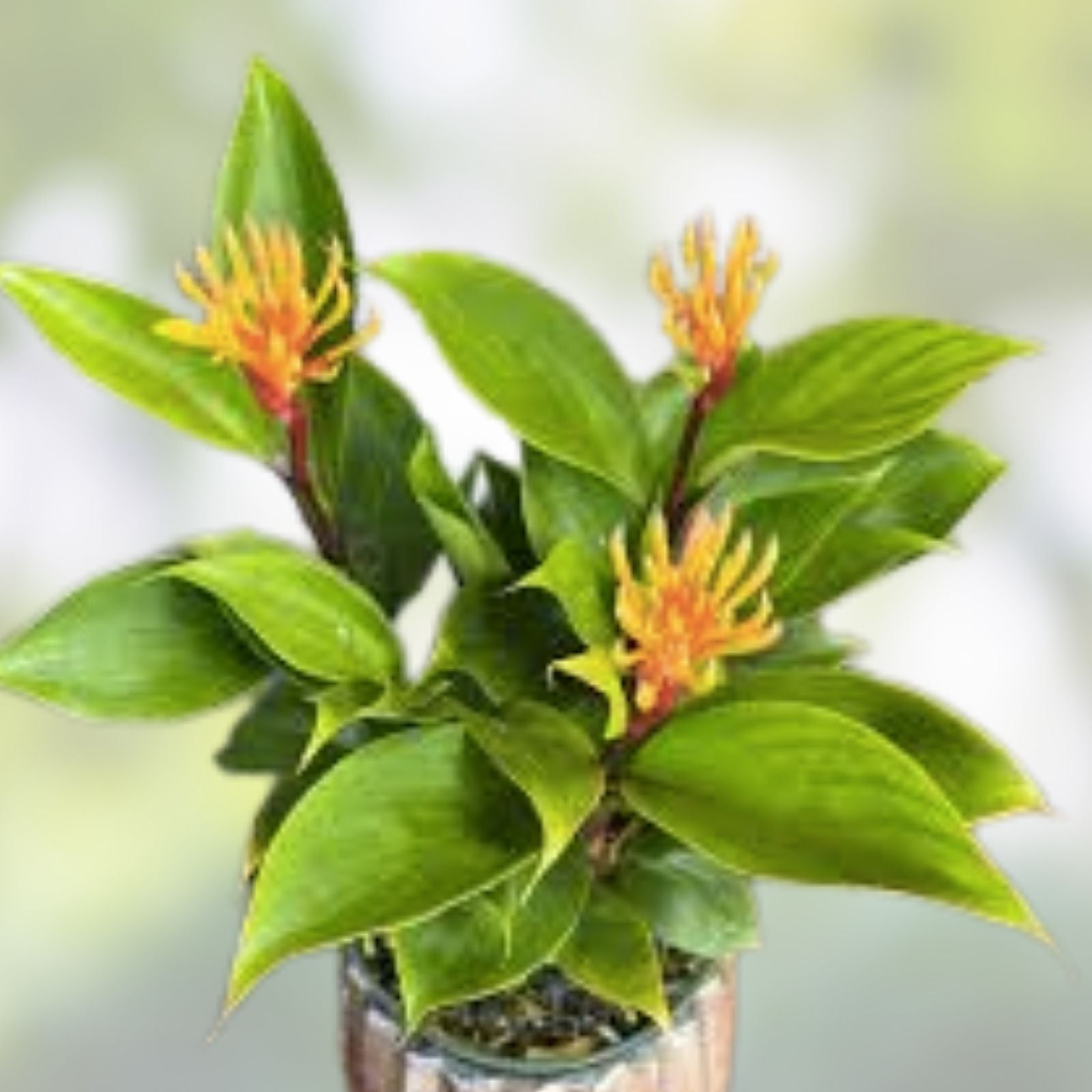 Golden Brush Dwarf Ginger Plant - Small Rooted Starter - Burbidgea schizocheila - Tropical Perennial for Gardens and Containers