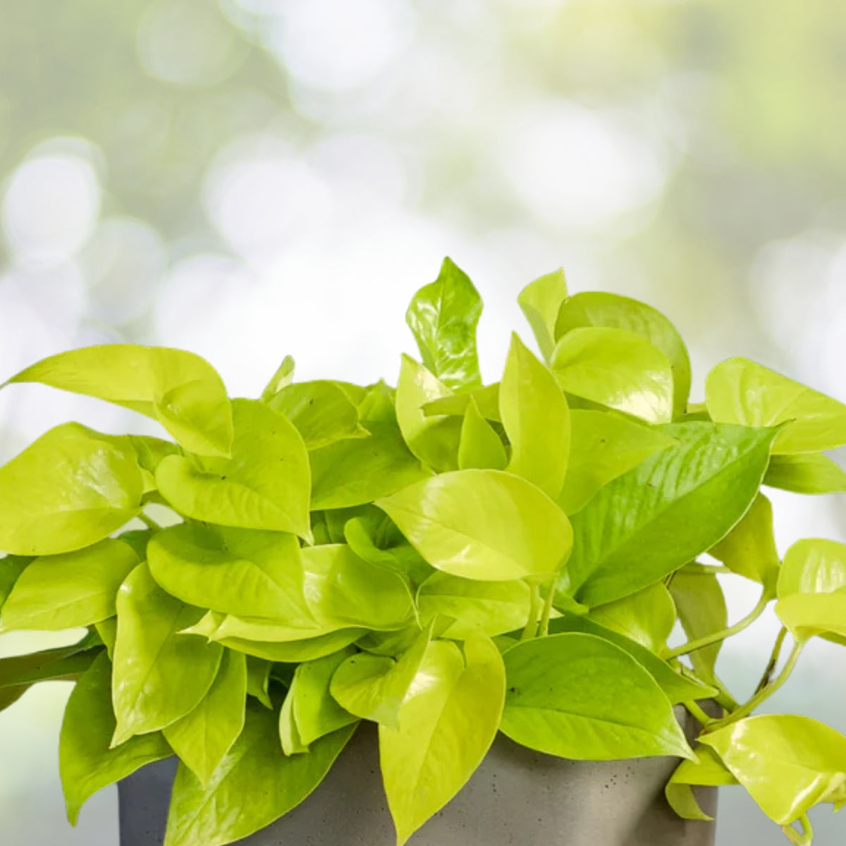 Neon Pothos Houseplant - 4in Pot - Vibrant Green Leaves - Epipremnum aureum - Low Maintenance Indoor Plant