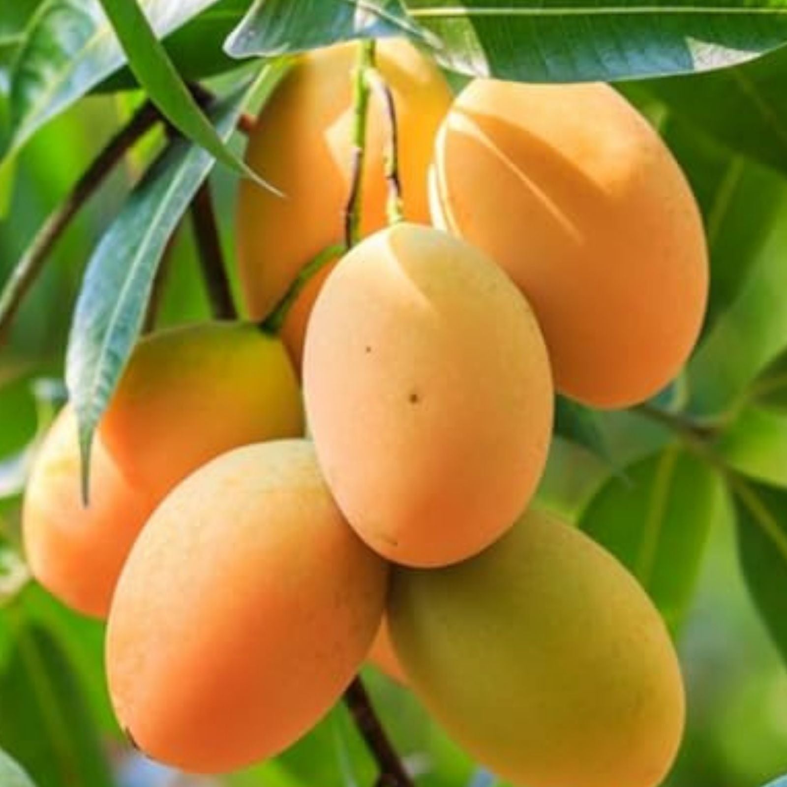 Mango Seeds 50 Count Tropical Fruit Mangifera indica Made in USA Ships from Iowa
