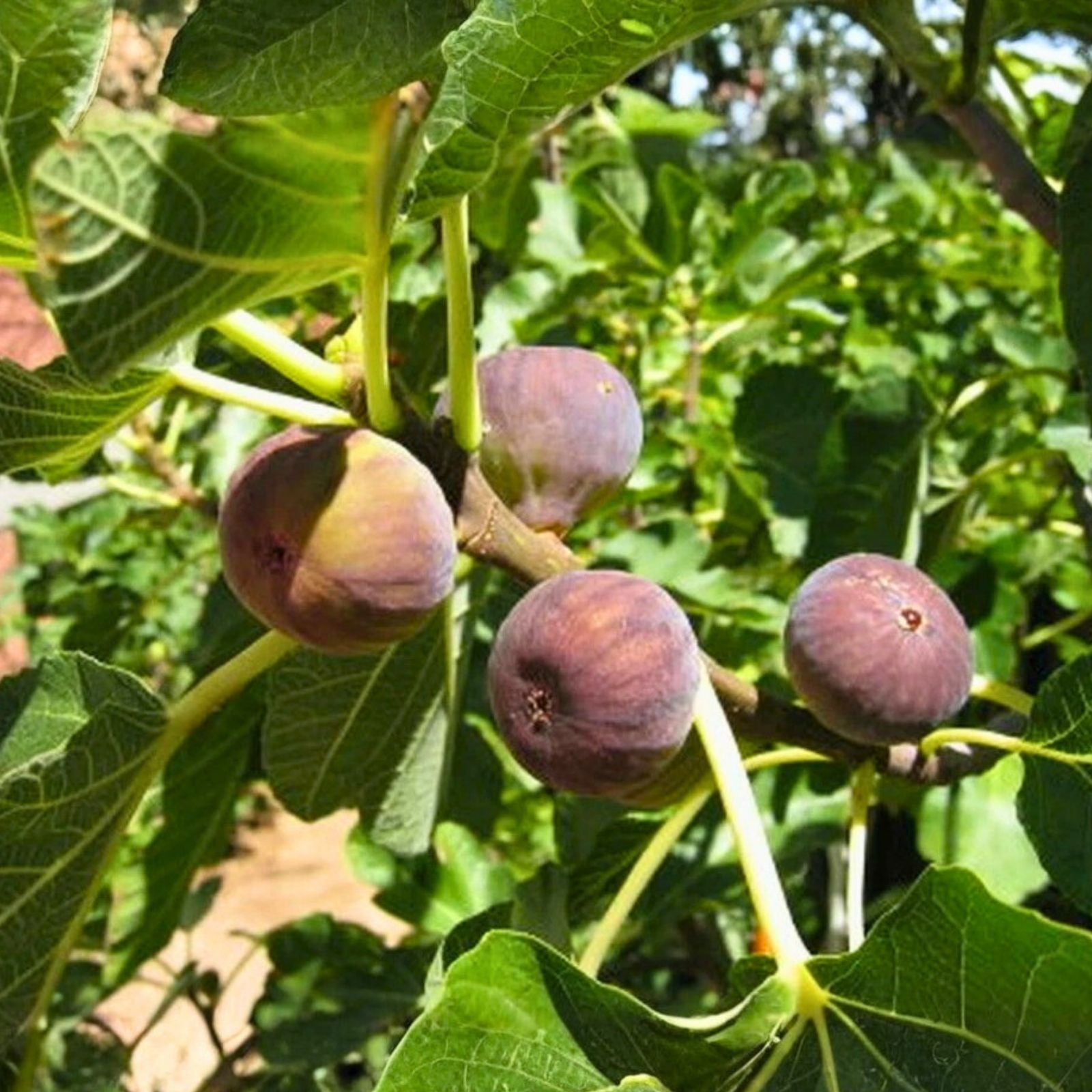 Fig Tree Cuttings Set - 6 Pieces Takoma Violet Ficus carica - Edible Fruit, Easy to Grow, Garden Plant, Indoor Outdoor