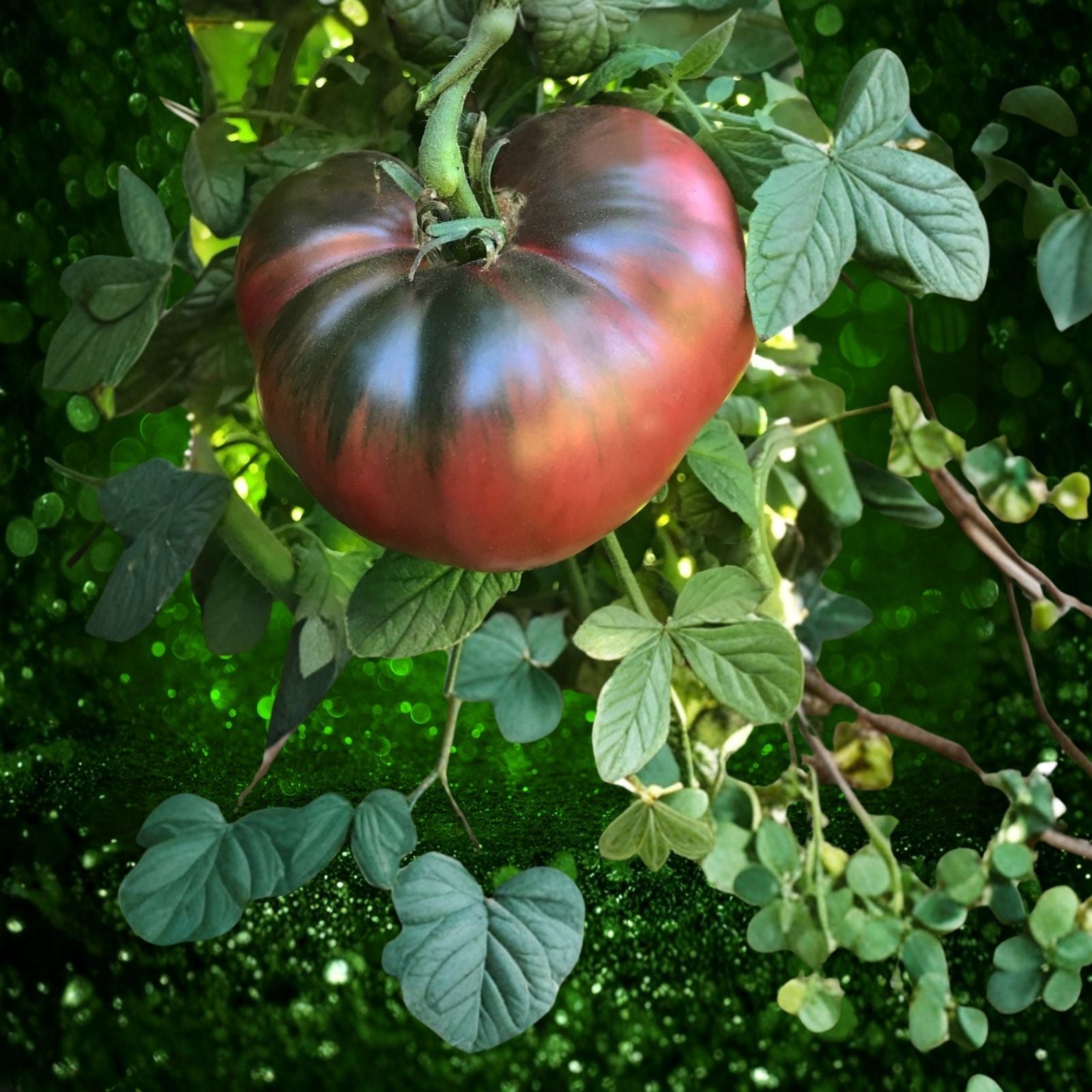 Cherokee Purple Tomato Seeds 500 Heirloom Slicing Dark Purple Solanum lycopersicum