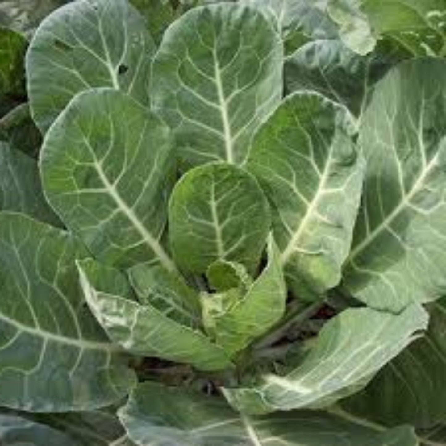 Heirloom Collard Green Seeds, Non-GMO, Champion Variety, 50+ Nutrient-Rich Seeds for Gardening