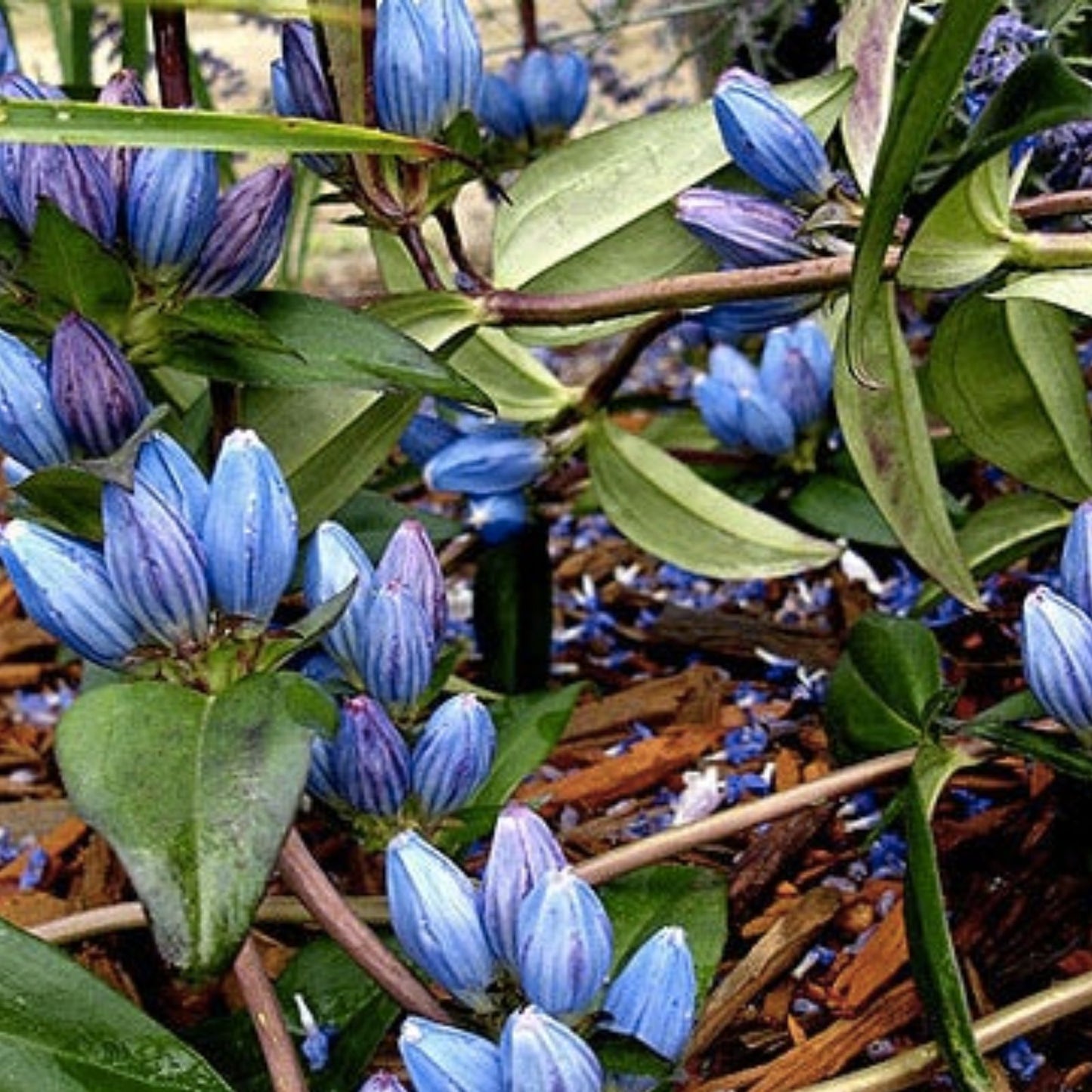 Bottle Gentian Flower Seeds - 100 Seeds - Blue Perennial Wildflower - Gentiana andrewsii - Native Garden Planting Seeds
