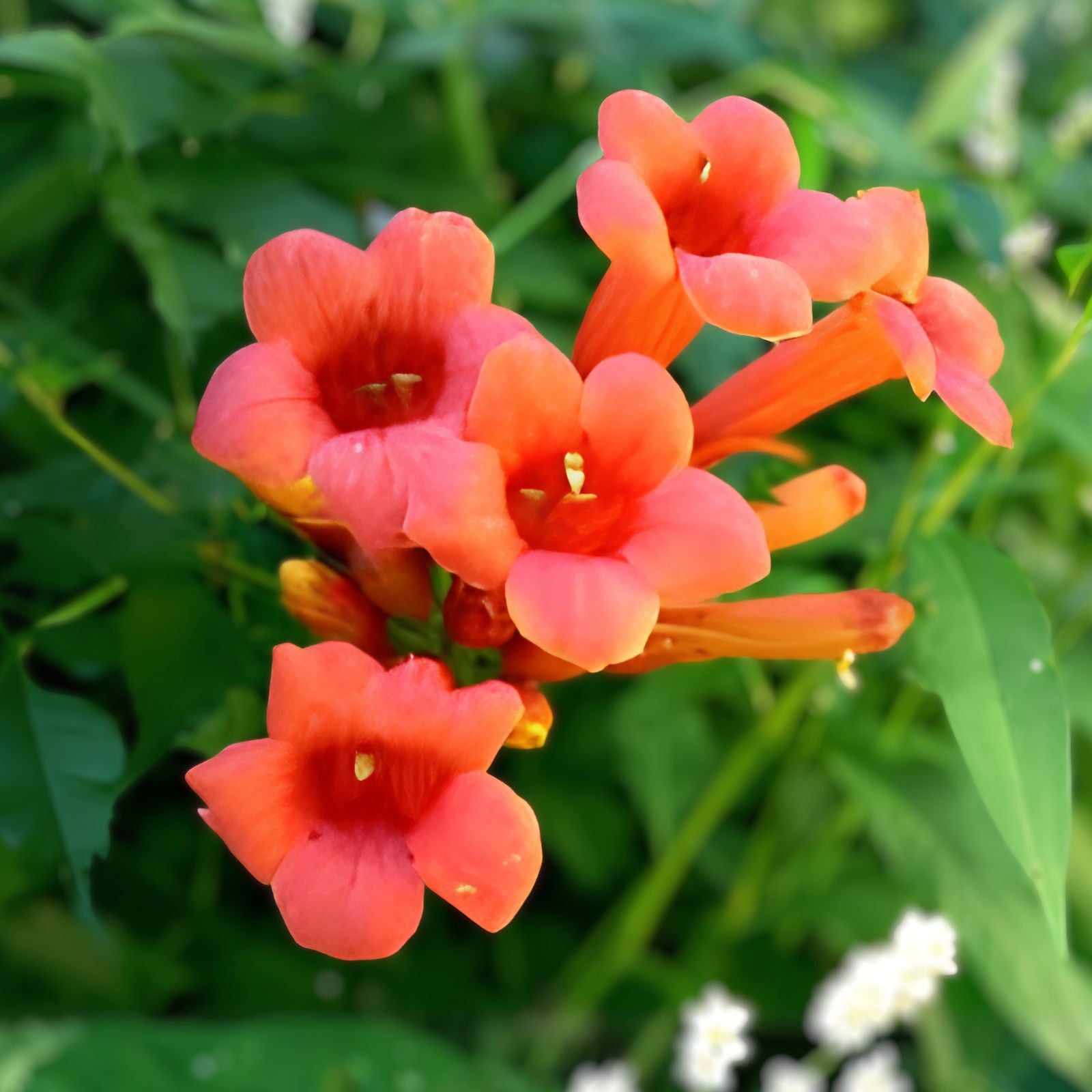 Rare Red Hummingbird Vine Seeds, 25 Non-GMO Campsis radicans, Red Trumpet Bush, Fast-Growing, Attractive Climbing Plant