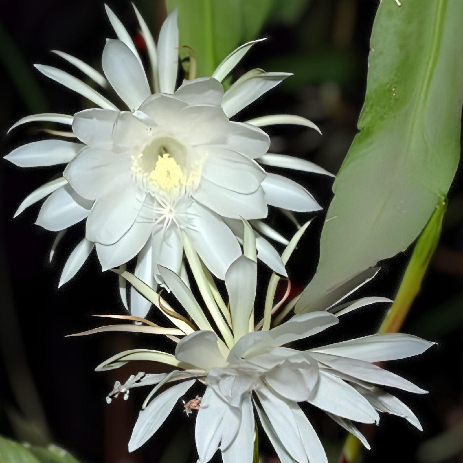 Queen of the Night Cuttings - 5 Epiphyllum oxypetalum Succulent Plant Propagation Cuttings