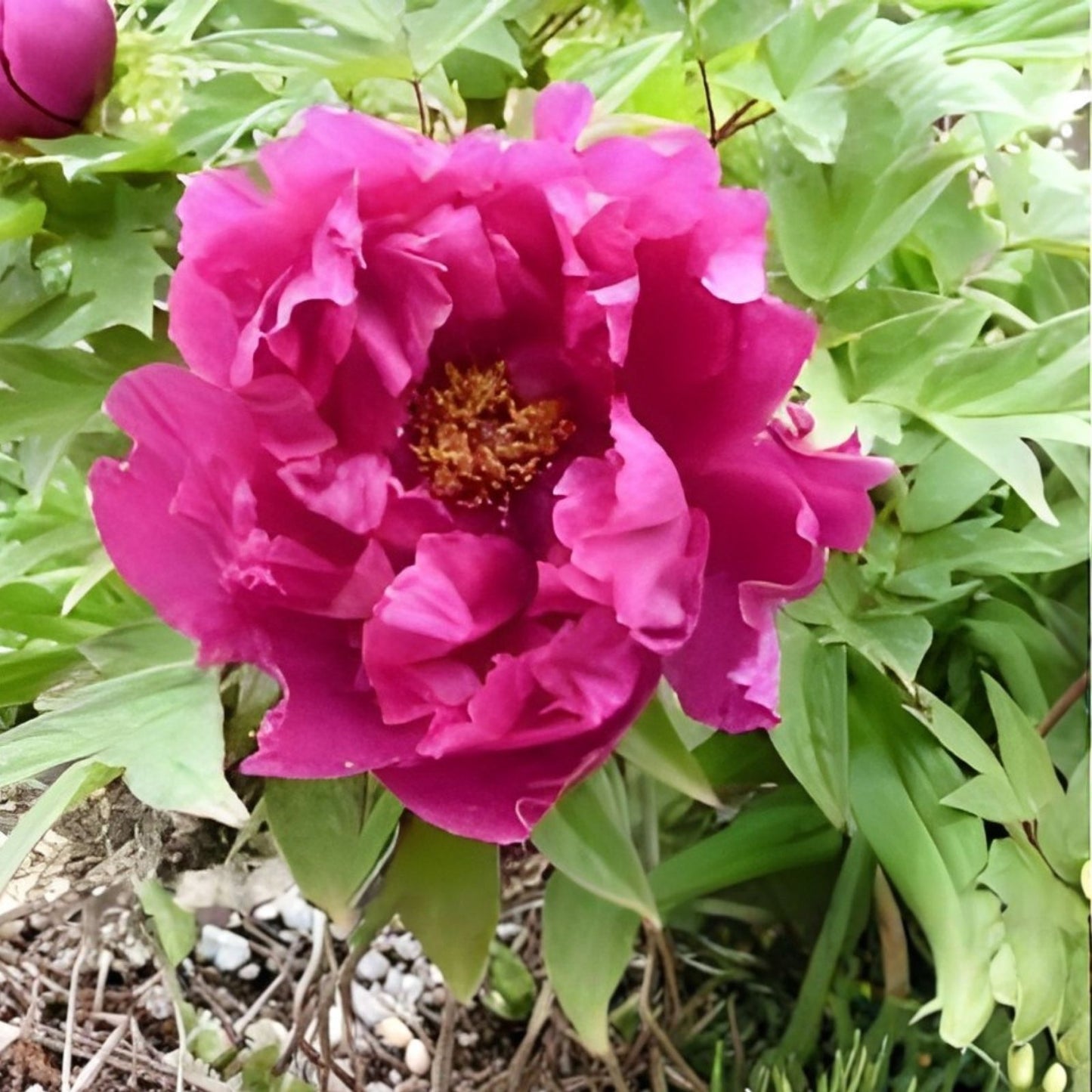 Peony Seeds Mix 10 Pack - Colorful Flowering Bush Seeds - Paeonia suffruticosa - USA Seller Free Shipping