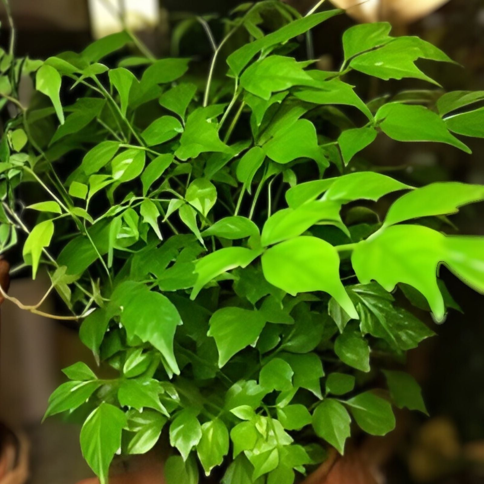 Radermachera sinica Tree Seeds - China Doll Bonsai Seeds - Exotic Indoor Plant Seeds for Home Gardening