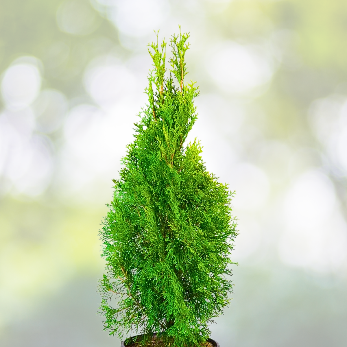 Thuja Starter Plant - 6-7 Inch Emerald Squeeze - Thuja occidentalis 'Emerald Squeeze' - Perfect for Landscaping and Privacy