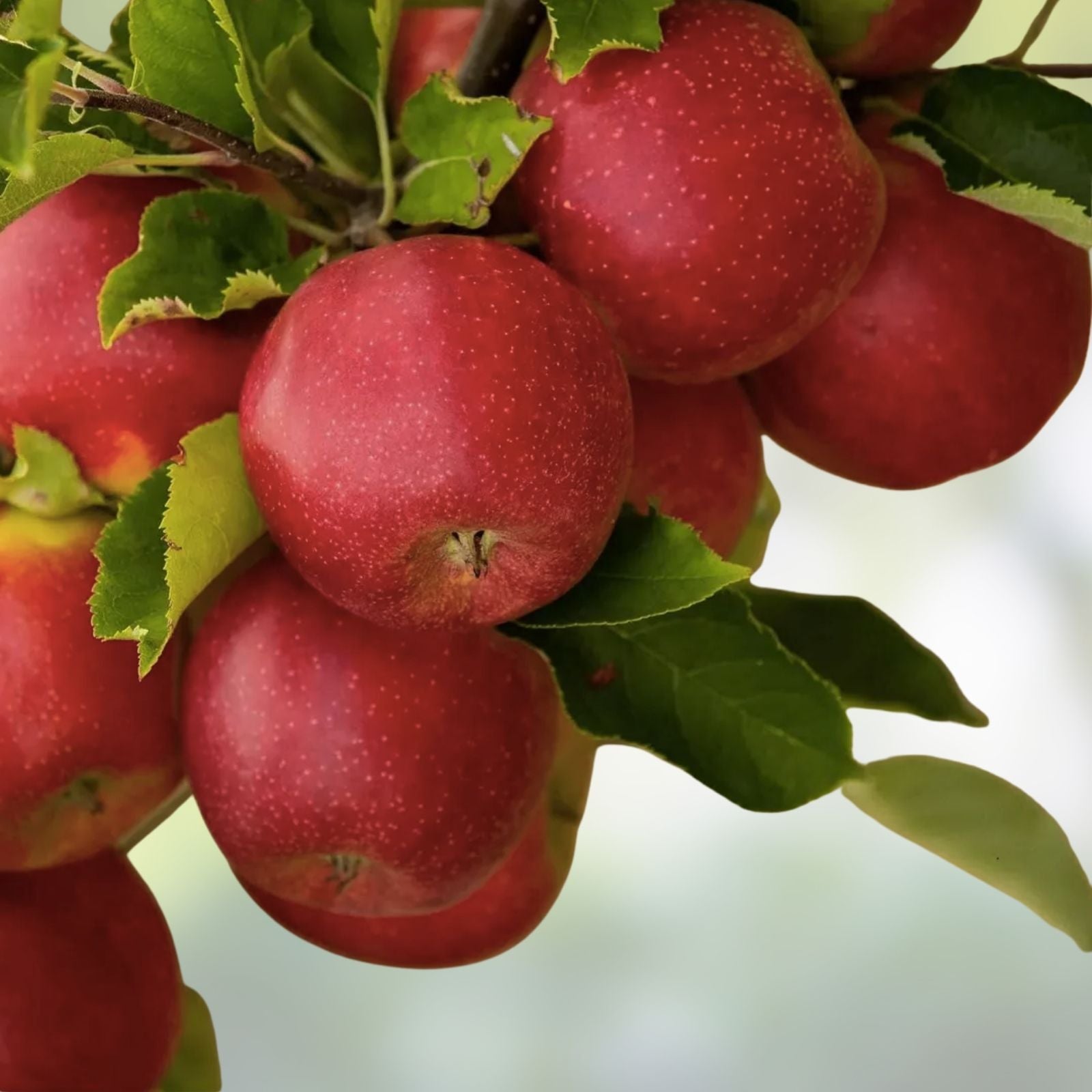 Apple Tree Seeds 30 Pack – Malus pumila Common Apple Tree for Planting, Fruit Tree Seeds, Garden Growing Supplies