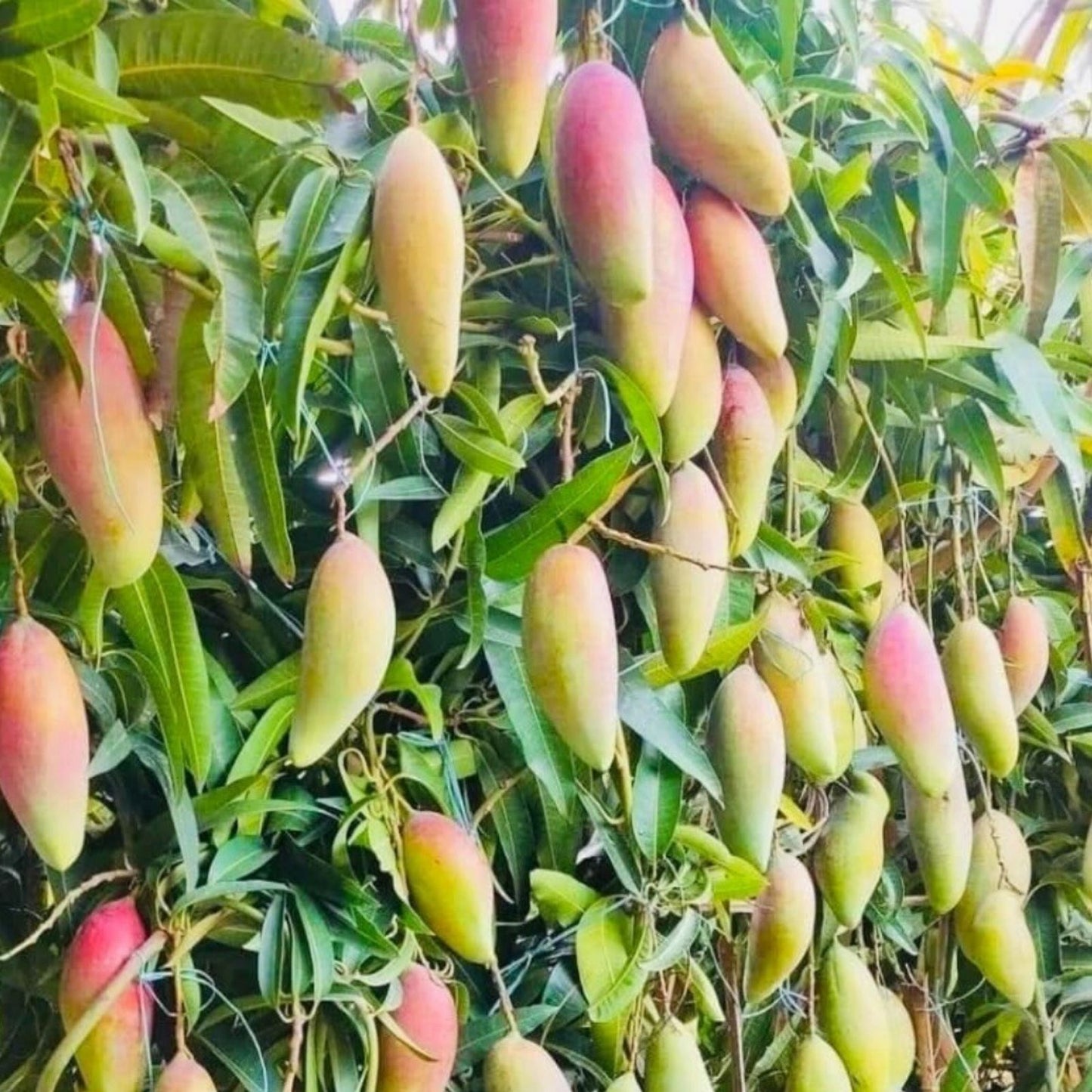 Florida Mango Scion Wood Cuttings – 3 Fresh Grafting Cuttings – Curated Mangifera indica Varieties for Planting
