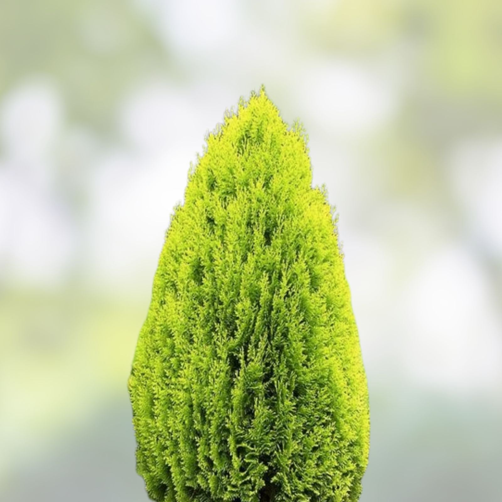 Golden Arborvitae Seeds Platycladus orientalis Aurea Evergreen Tree for Landscaping Privacy 30 Seeds
