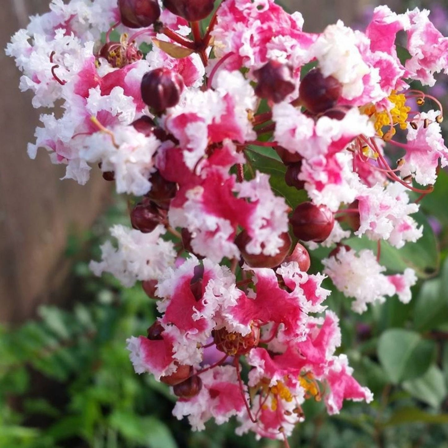 Peppermint Crape Myrtle Cuttings 10 Unrooted Lagerstroemia indica 'Peppermint' Flowering Shrubs Free Shipping