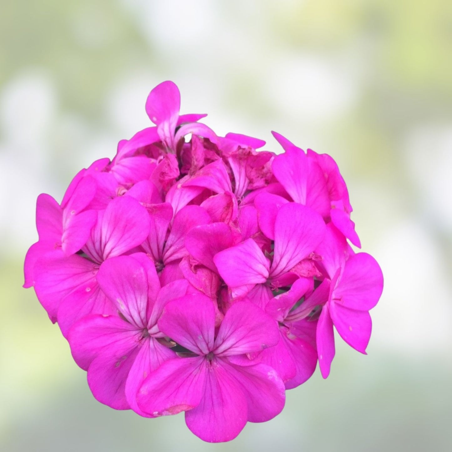 Purple Pink Pelargonium Zonal Geranium Starter Cuttings – Live Indoor Plant, Geranium zonale, Garden Decor