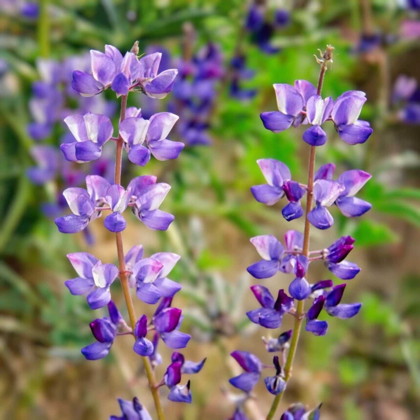 Arroyo Lupine Seeds 25+ Pack - Purple Flowers - Lupinus succulentus - Wildflower Seeds for Garden & Landscaping