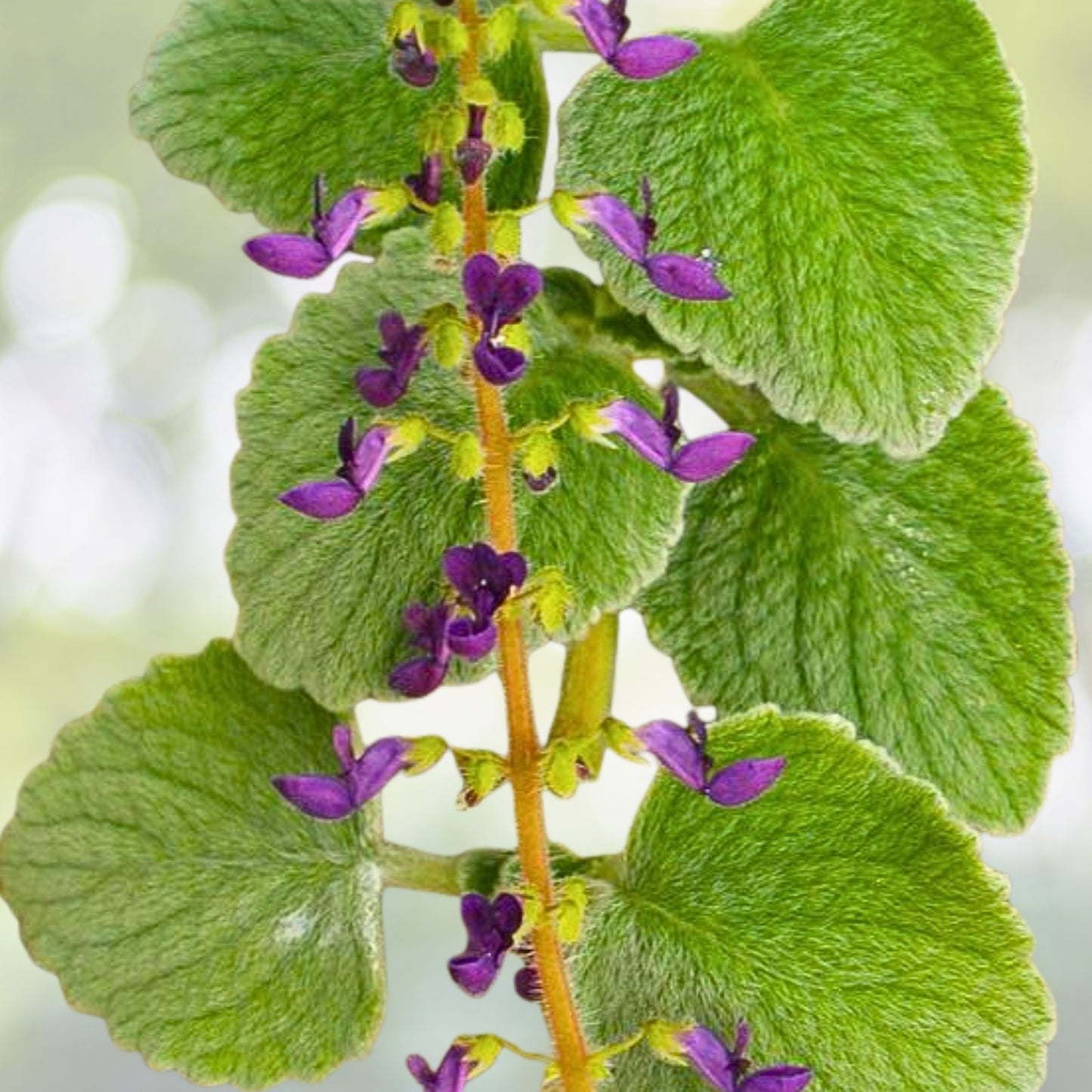 Tropical Oregano Cuttings 5-Pack Variegated Plectranthus amboinicus Spanish Thyme with Purple Veins