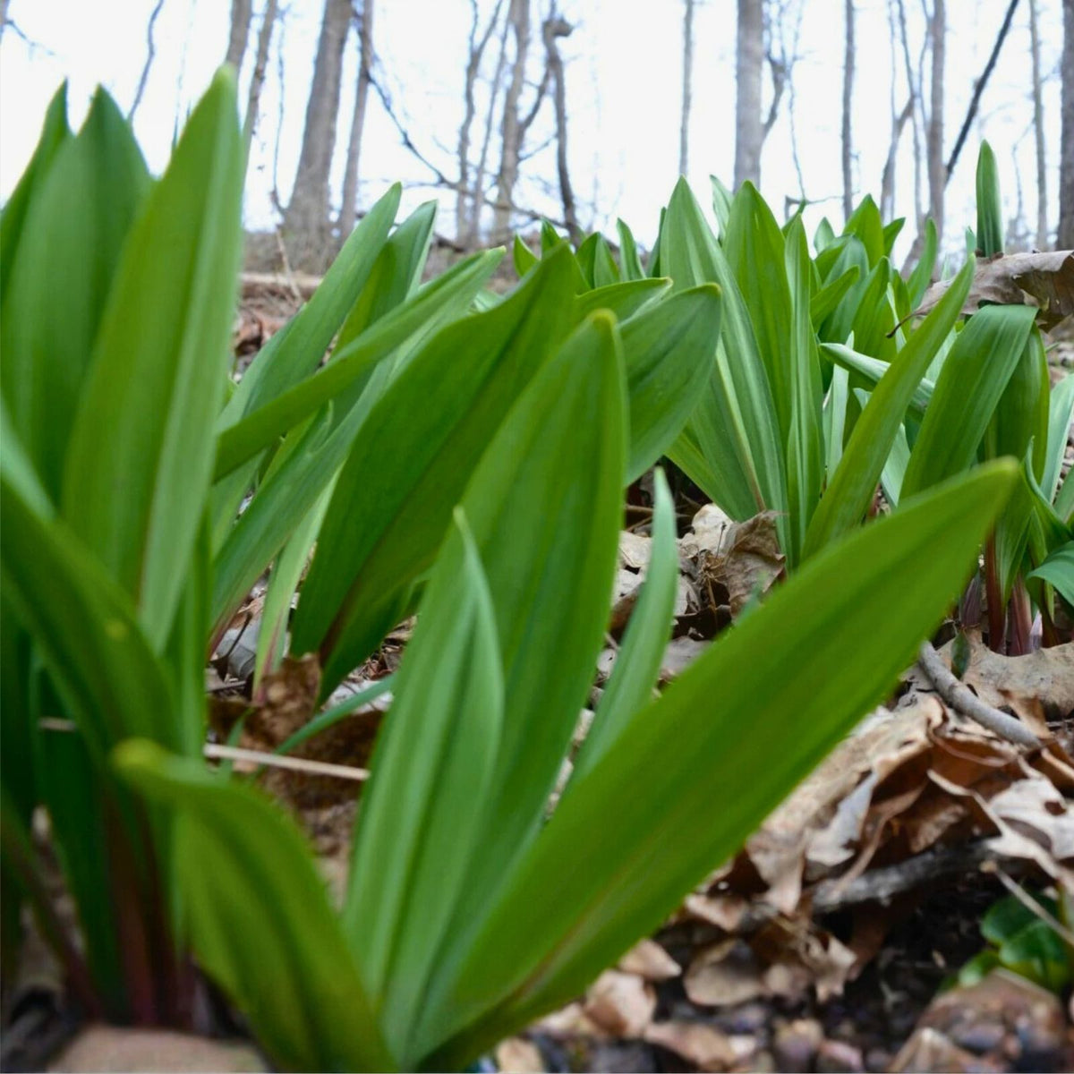 20 Organic Ramps Bulbs for Planting - Wild Leeks Bare Root - Allium Species - Outdoor Garden