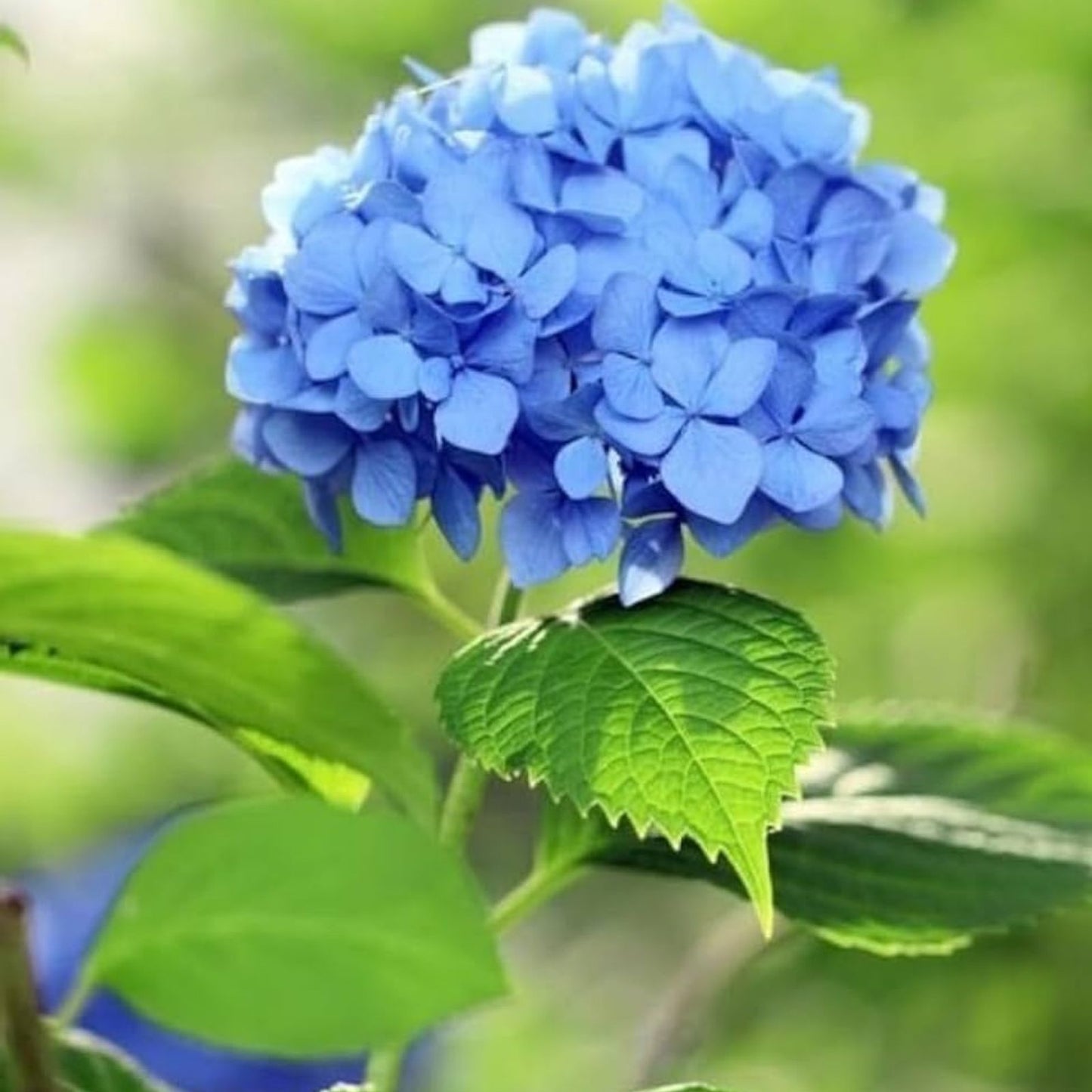 Blue Hydrangea Live Plant Cutting 3-8" Tall Fully Rooted Hydrangea macrophylla Garden Flower