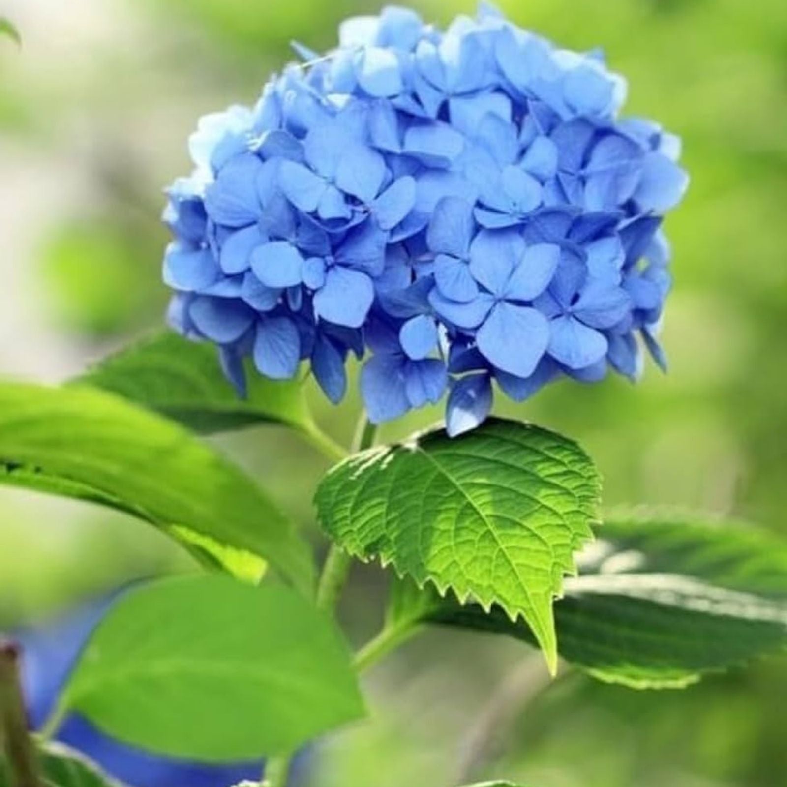 Blue Hydrangea Live Plant Cutting 3-8" Tall Fully Rooted Hydrangea macrophylla Garden Flower