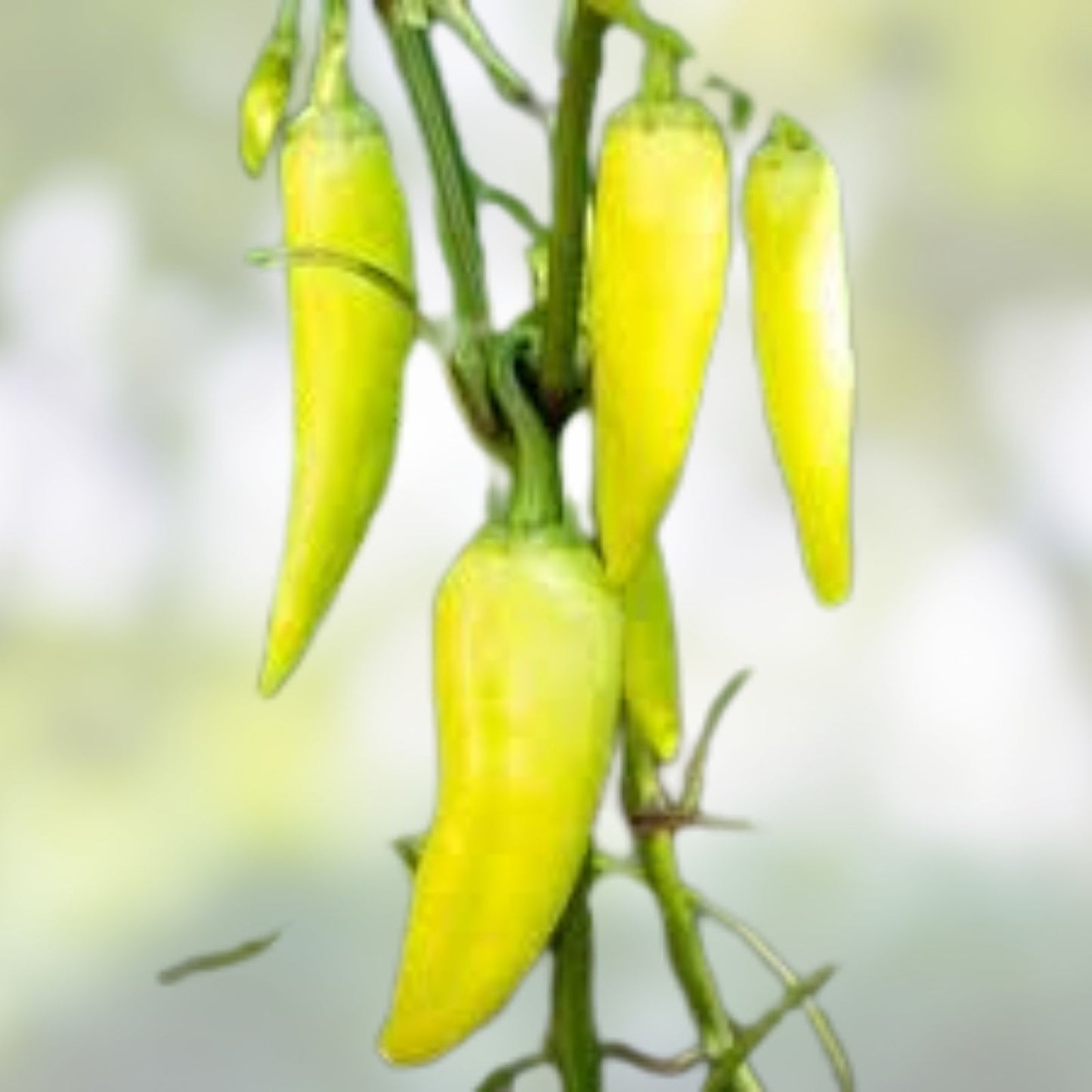 Sweet Banana Pepper Seeds – Heirloom Non-GMO Capsicum annuum – Vegetable Seeds for Garden, Mild Bell Peppers, 20+ Seeds