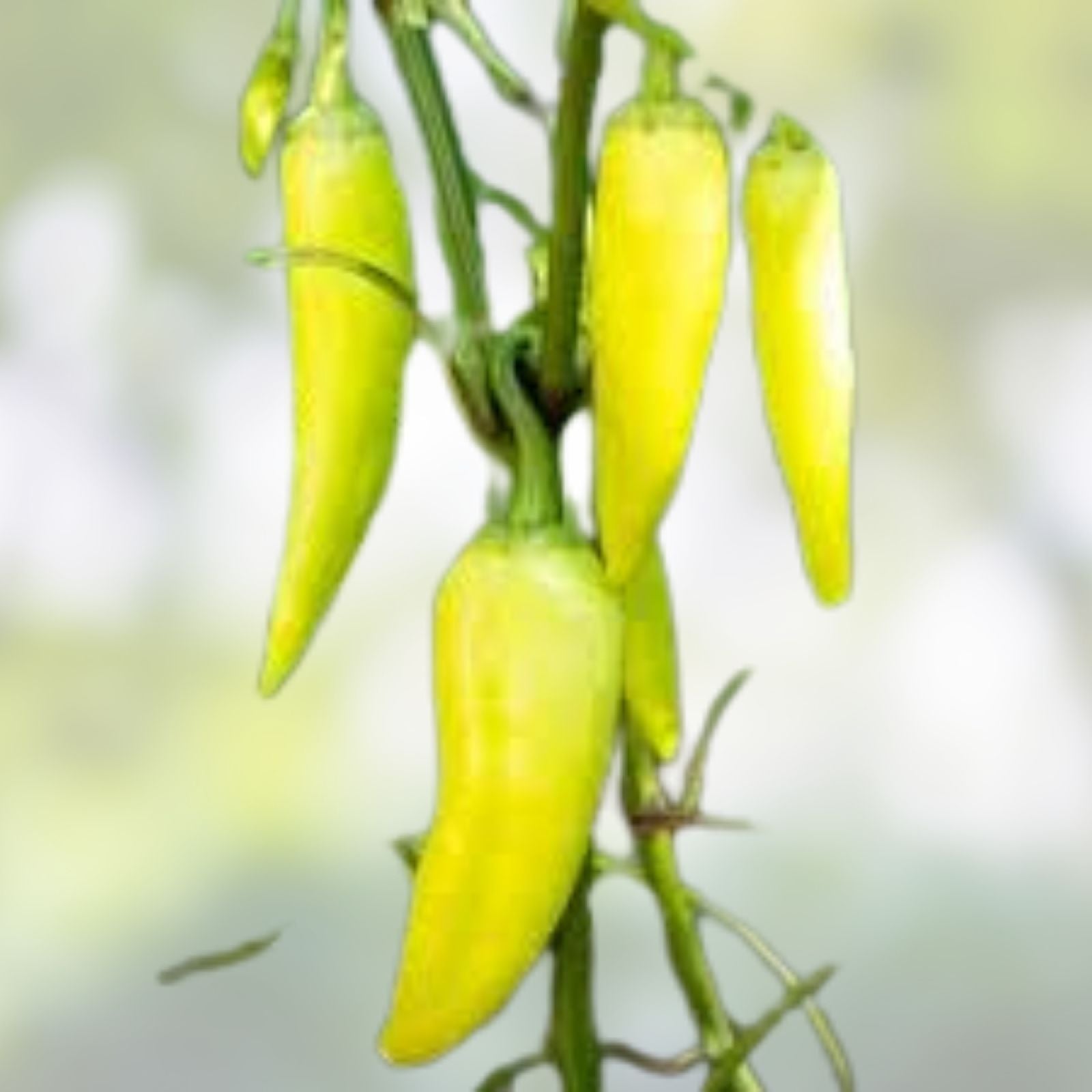 Sweet Banana Pepper Seeds – Heirloom Non-GMO Capsicum annuum – Vegetable Seeds for Garden, Mild Bell Peppers, 20+ Seeds