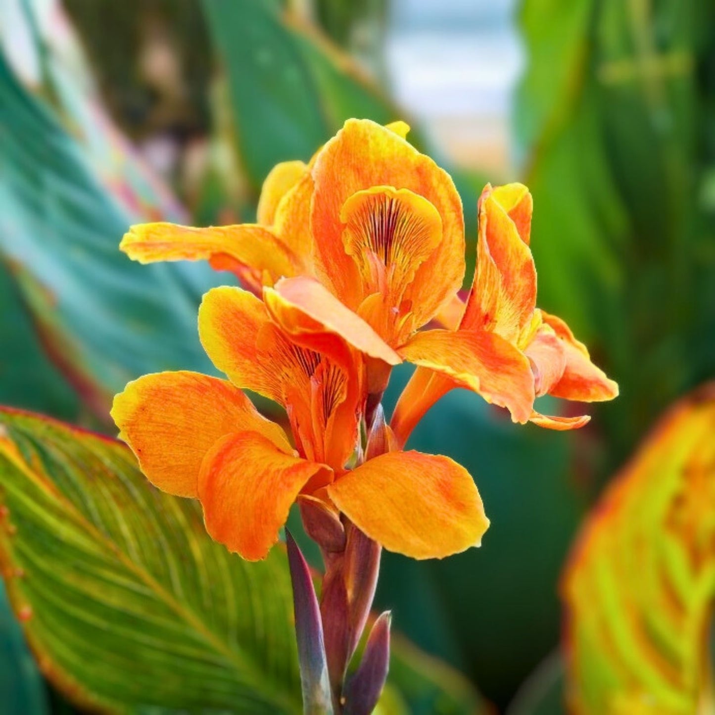 Canna Lily Rhizomes 2-Pack Red Flower Edible Medicinal Uses Canna indica