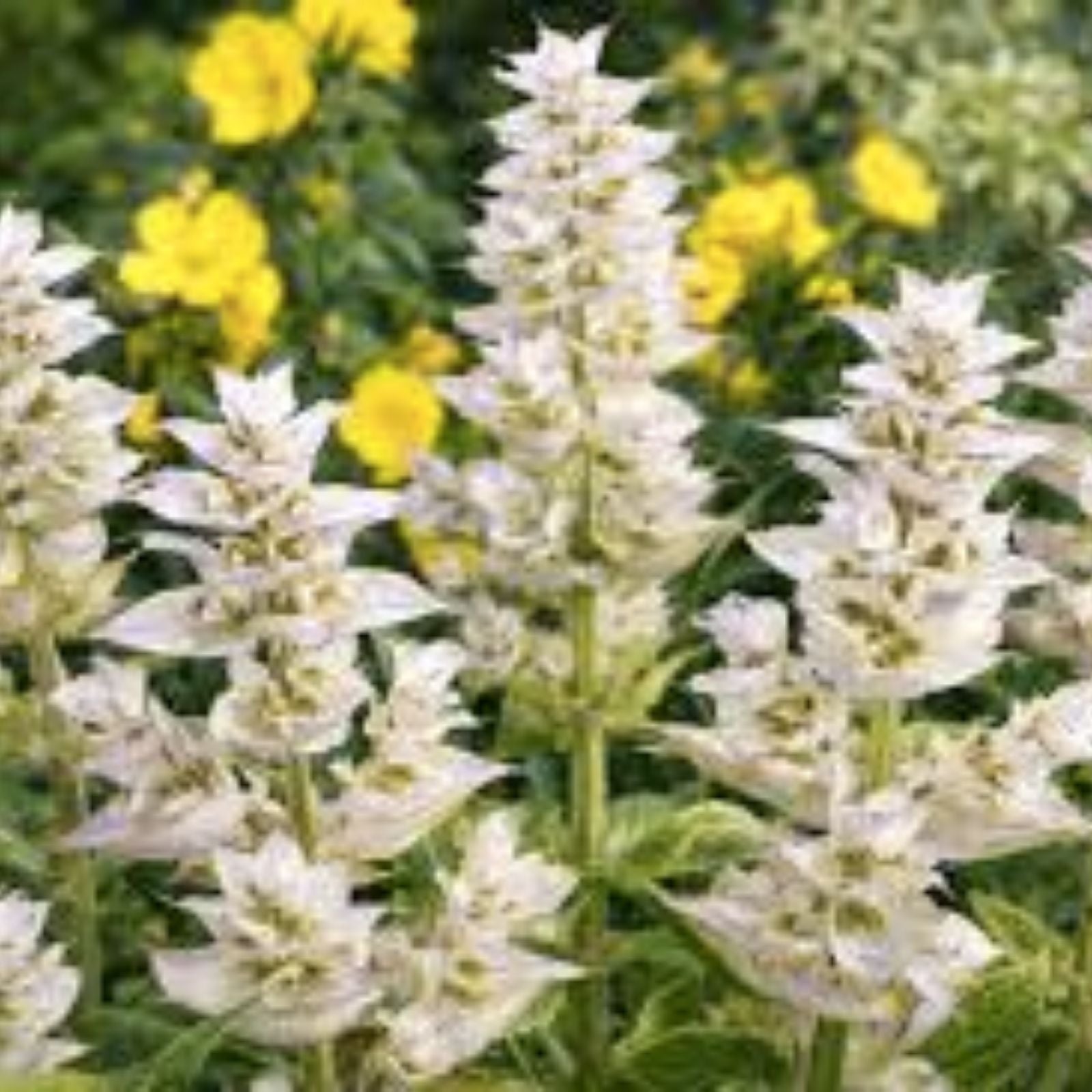 Clary Sage Flower Seeds 100 Count White Swan Variety for Planting Salvia sclarea Herb Garden Seeds