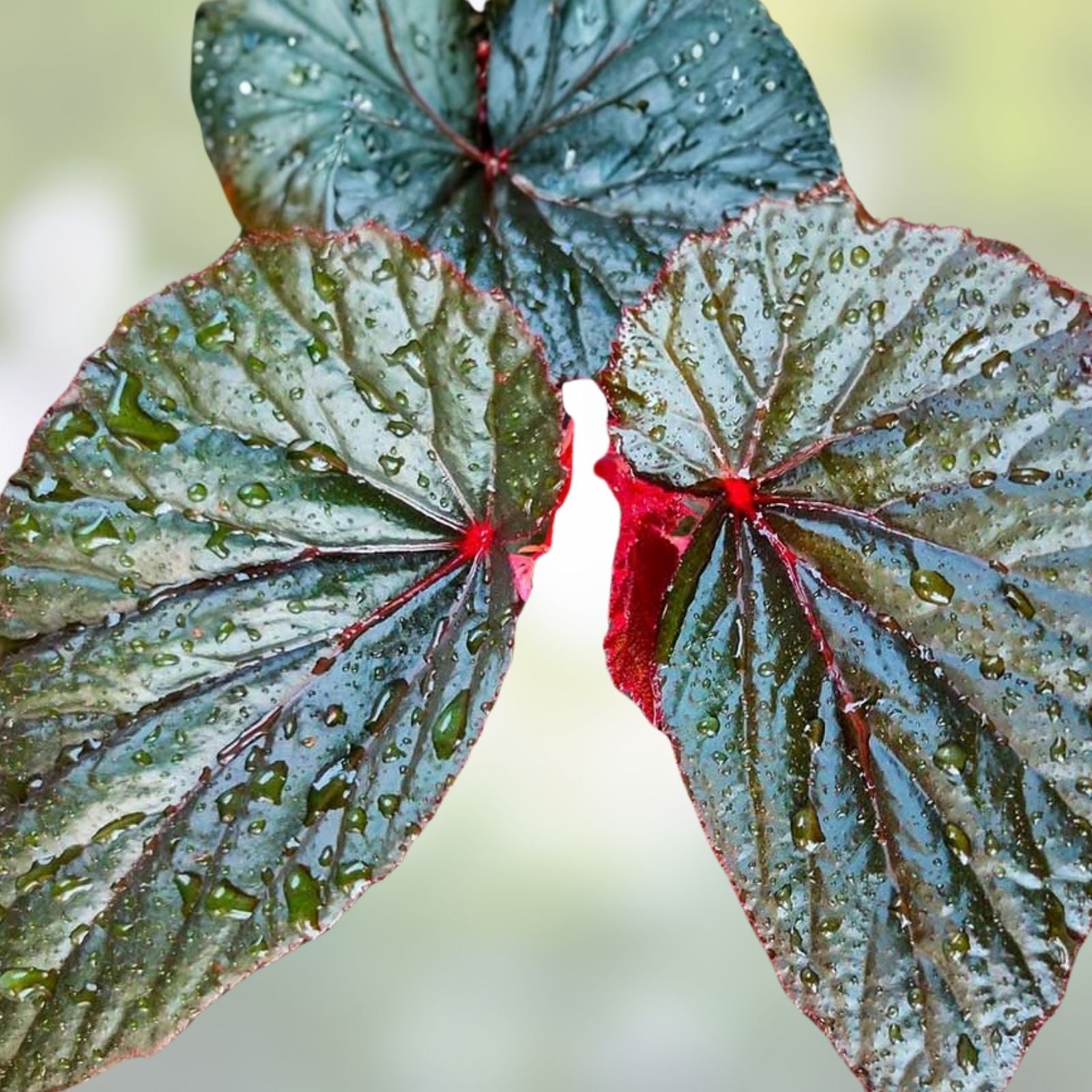 Giant Angel Wing Begonia Cuttings - 2 Pieces - Indoor Plant - Begonia Clypeolata - Easy Care Houseplant