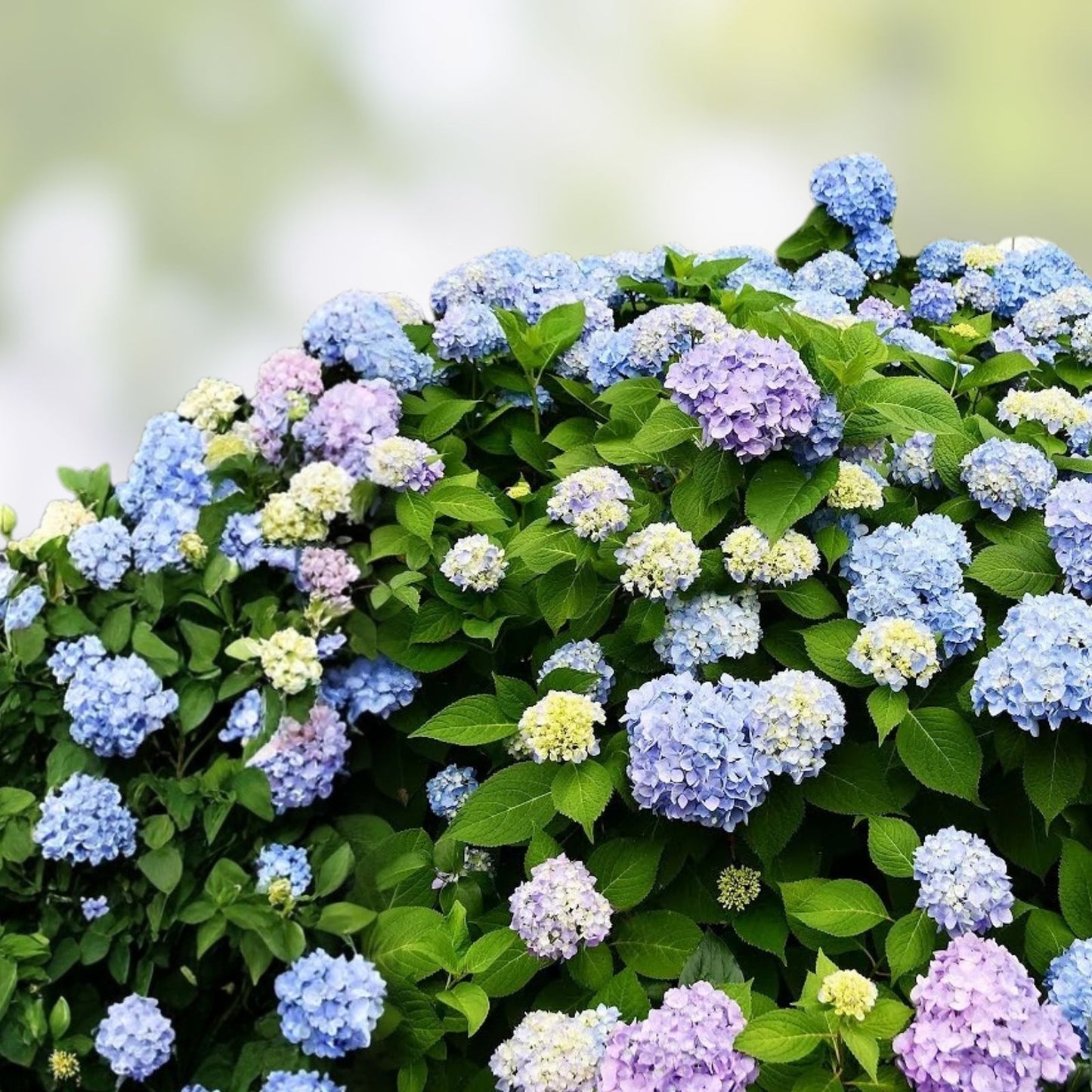 Blue Hydrangea Cuttings – 10 Unrooted 8-10" Long, Hydrangea macrophylla, Garden Flower Propagation, Live Plant Cuttings
