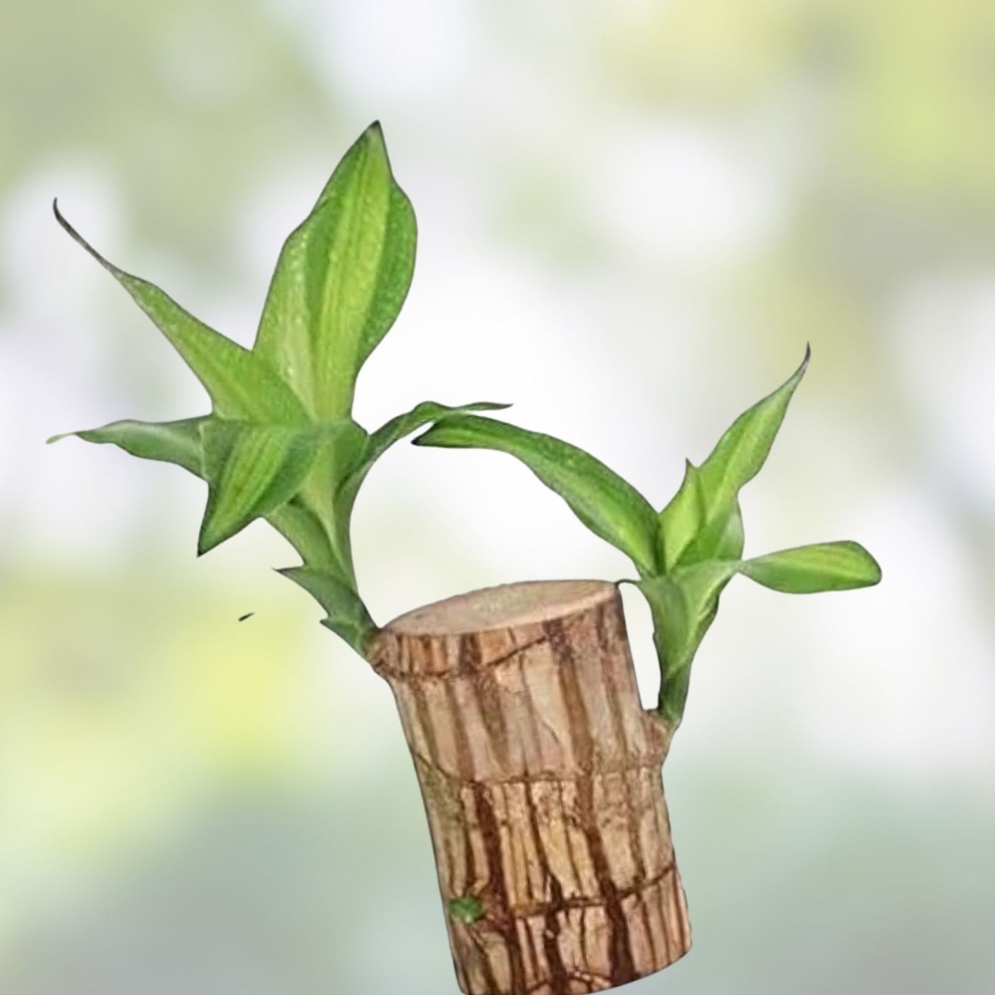 Lucky Bamboo Desk Planter with Panda | Thick Trunk Brazil Willow | Dracaena sanderiana Indoor Plant