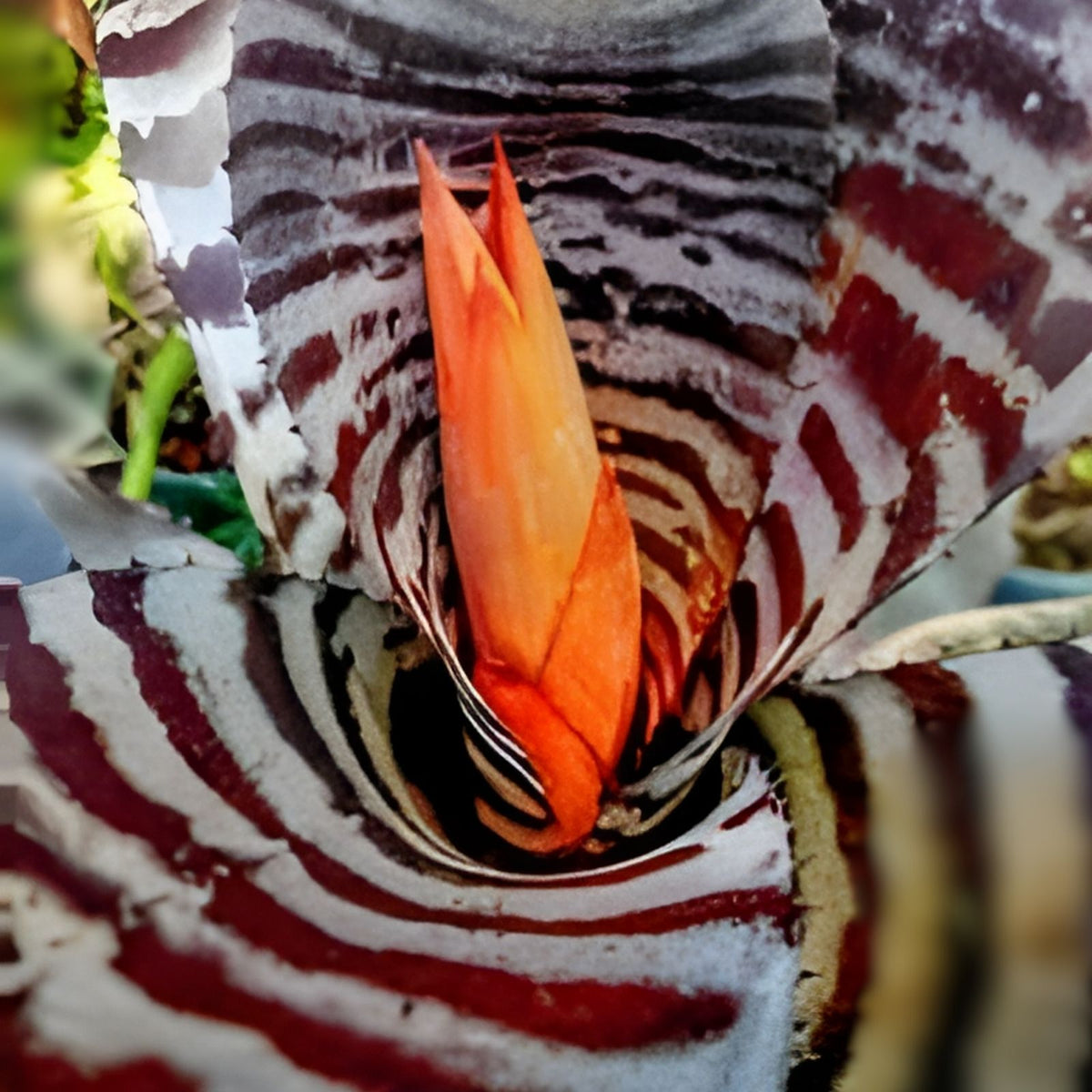 Bromeliad Aechmea Tortuga 6" Pot - Rare Tropical Houseplant, Easy Care Indoor Plant, Aechmea spp.