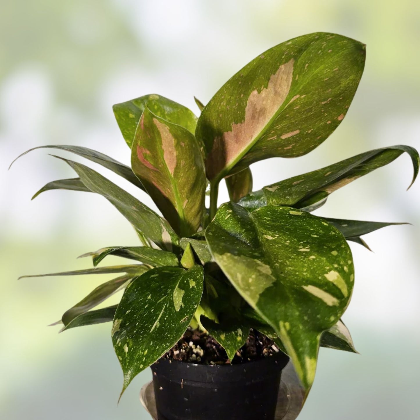 Rooted Philodendron Plant - Variegated Green Congo Indoor Houseplant - Easy Care Live Plant