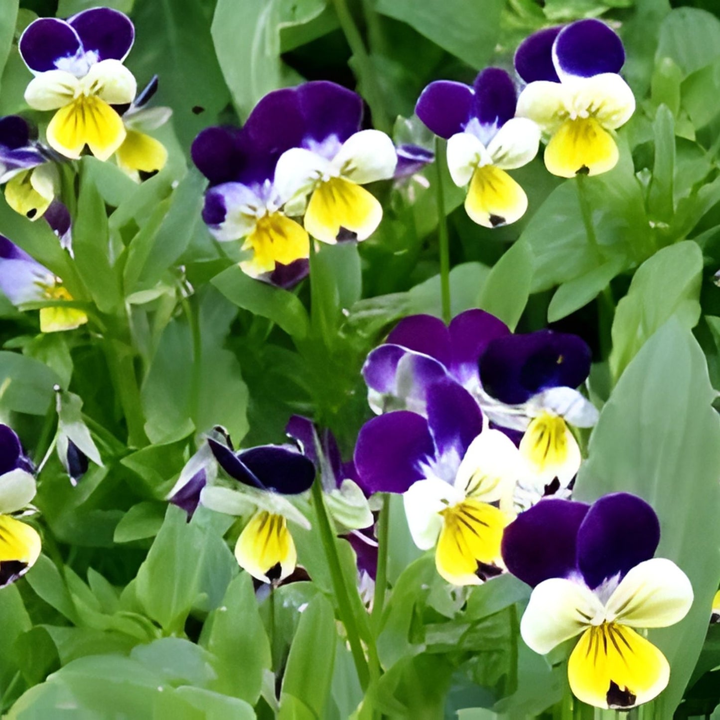 Johnny Jump Ups Seeds - 200 Organic Viola tricolor Seeds for Garden, Pollinator Attractant, USA Grown, Free Shipping