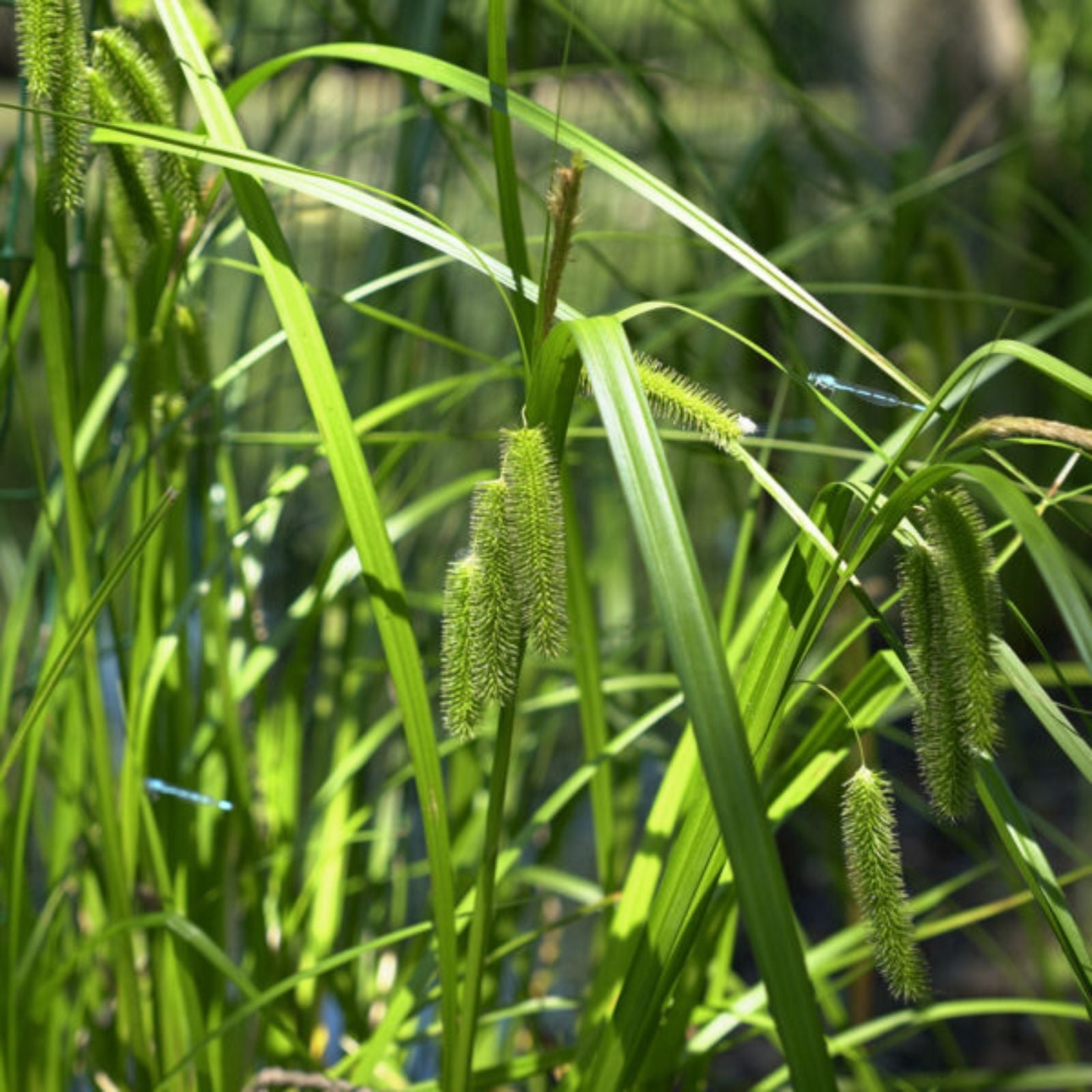 Deflexed Bottle Brush Sedge Seeds 50 Pack - Carex retrorsa Native Wetland Plant for Landscaping and Erosion Control