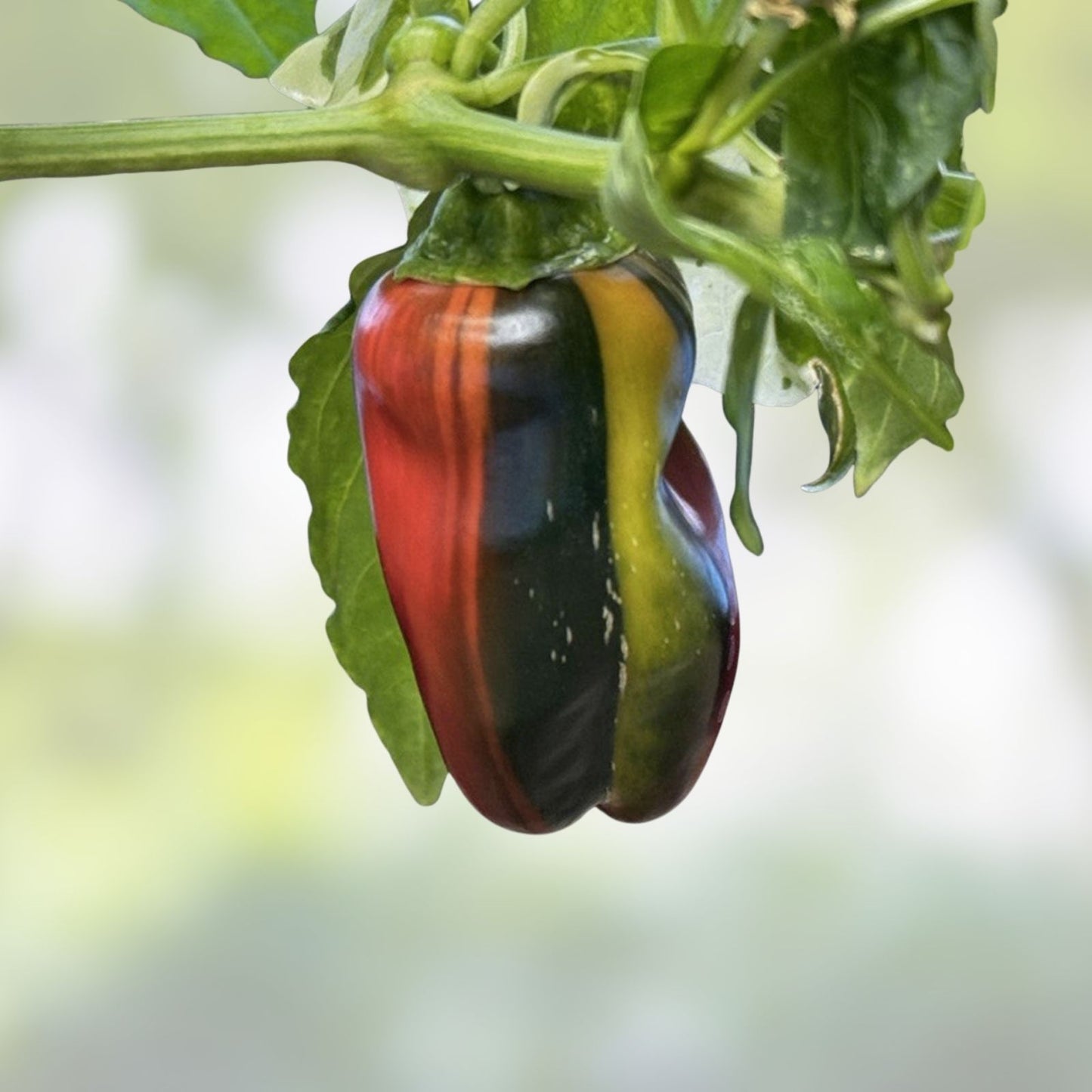 Candy Cane Red Cherry Pepper Seeds – 10 Pack, Capsicum annuum, Sweet & Spicy Cherry Peppers for Gardening and Cooking