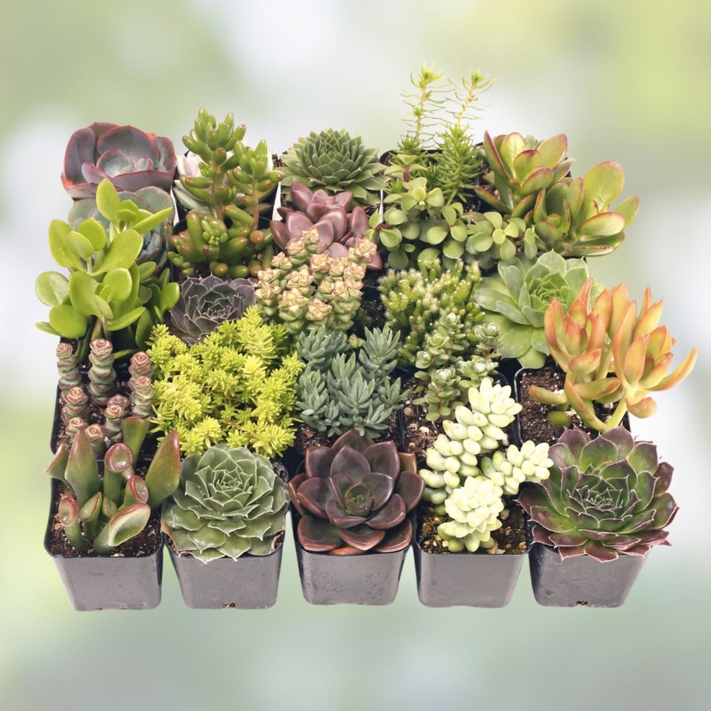 Assorted Succulent Cuttings 18 Pack with 2 Free Drainage Cans for Gardening and Decor - Easy Care, Drought Tolerant, Live Plants