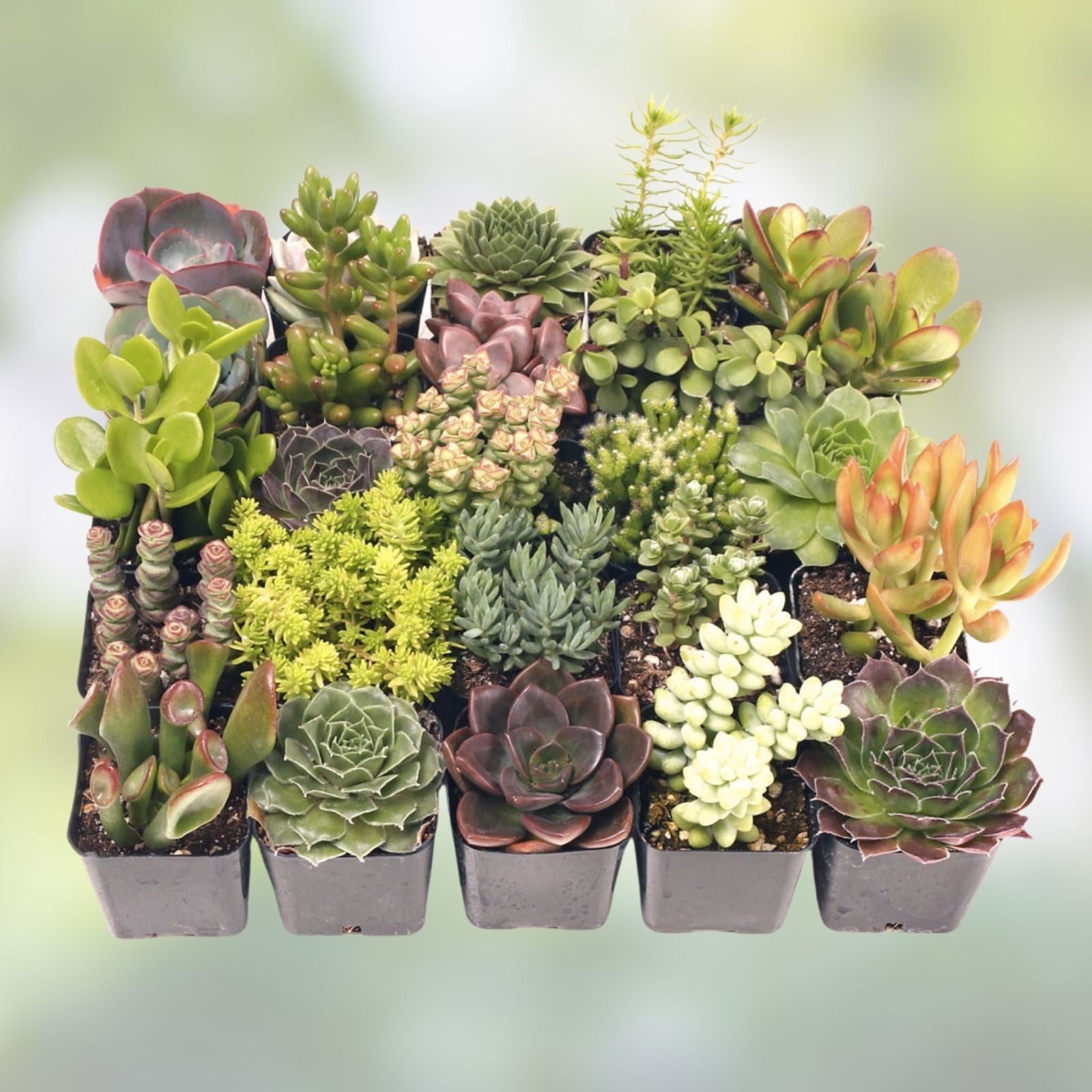 Assorted Succulent Cuttings 18 Pack with 2 Free Drainage Cans for Gardening and Decor - Easy Care, Drought Tolerant, Live Plants