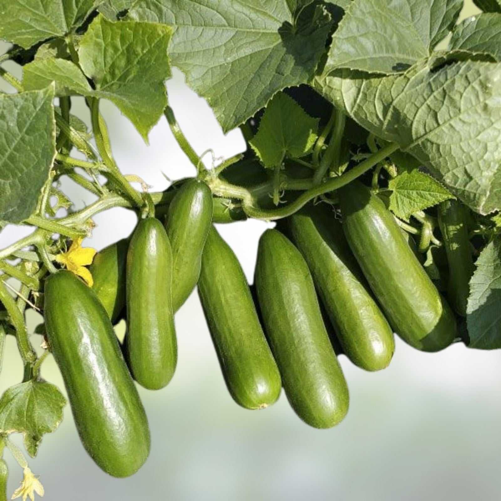 Mini-Me Cucumber Seeds | Organic Vegetable Seeds for Planting | Mini Cucumbers | Cucumis sativus