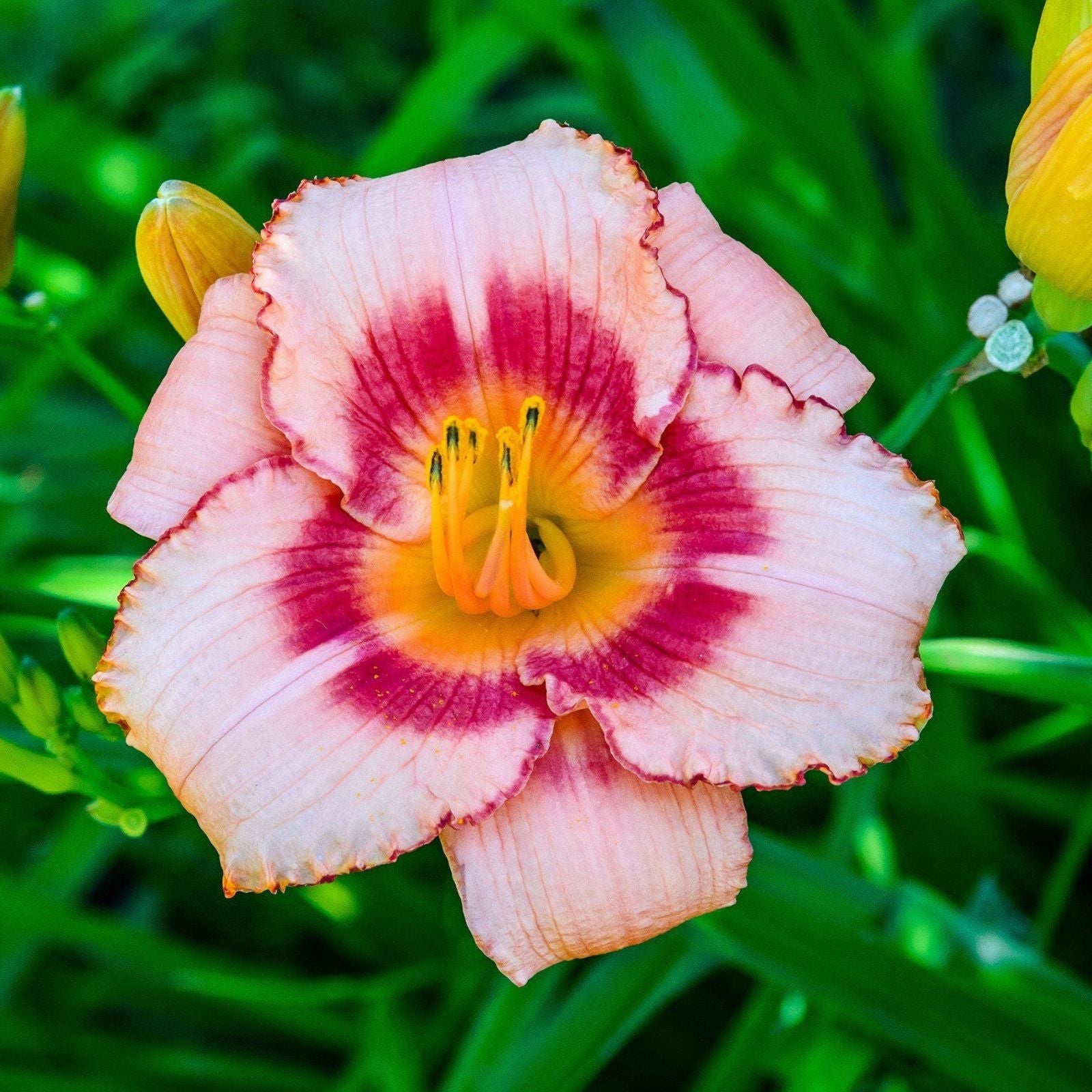 Daylily Roots 3 Pack Reblooming Perennial Plants Hemerocallis 'Once Upon a Time' Mix