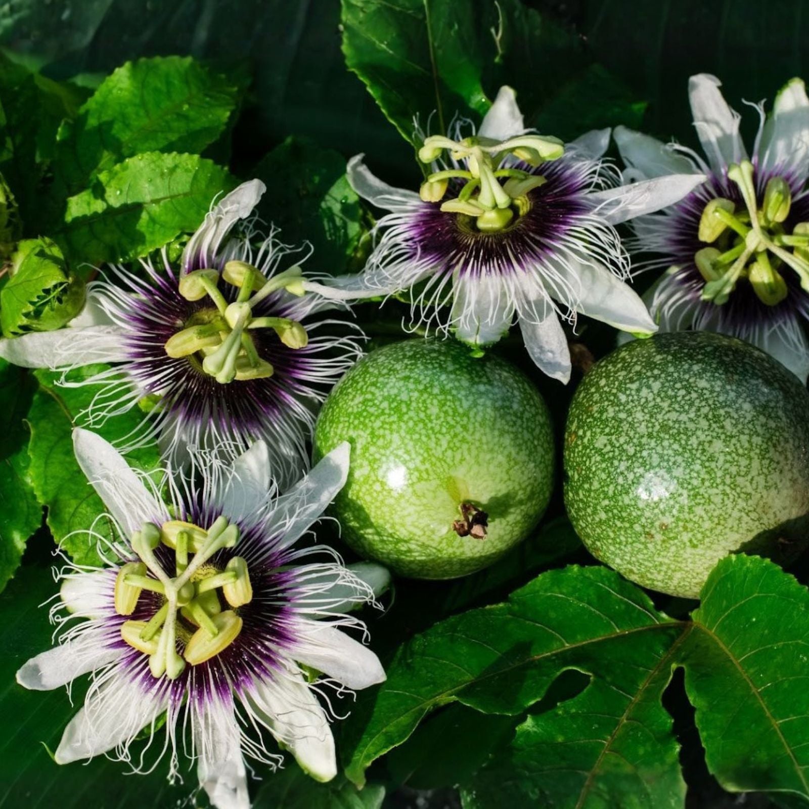 Passion Fruit Seeds 50 Count – Healthy Passiflora edulis Variety for Growing and Planting