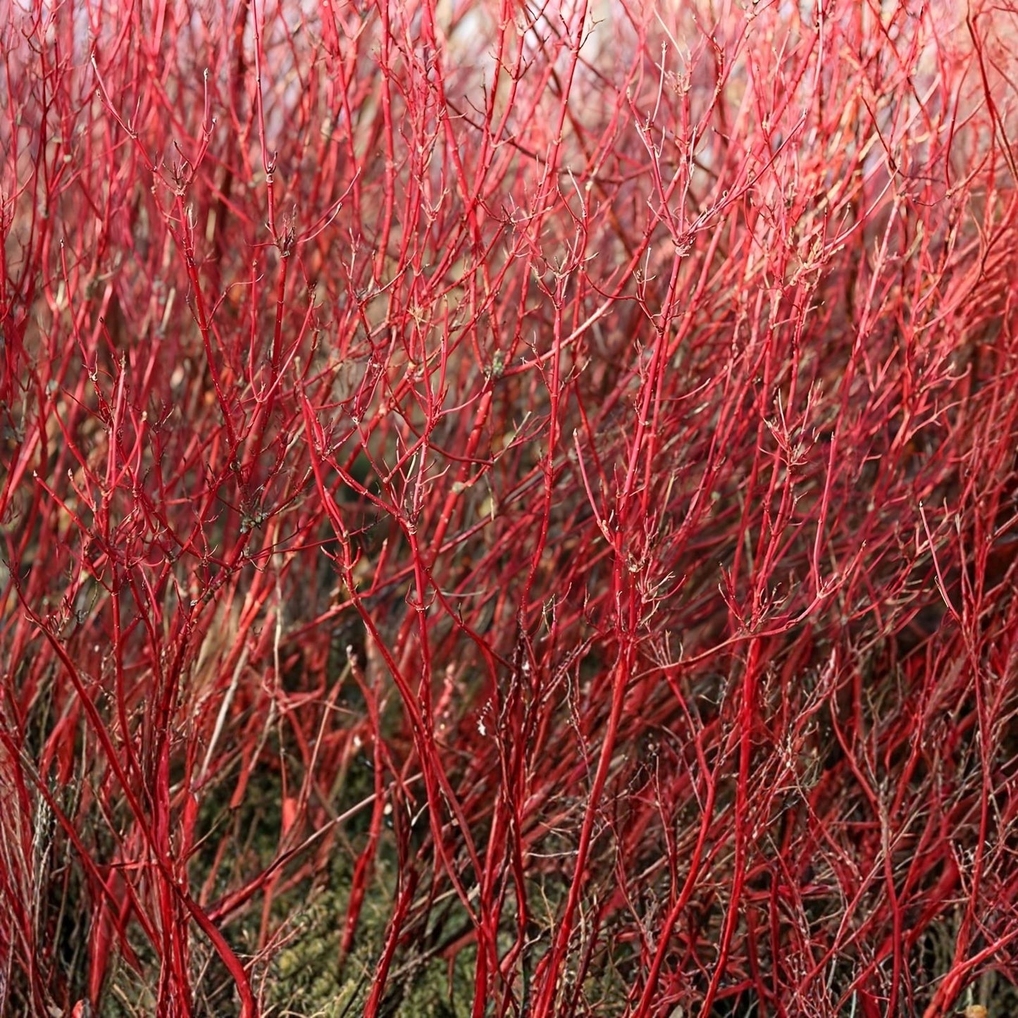 Red Twig Dogwood Live Plant, Bareroot, 8-16 Inches, Cornus Sericea, Well-Rooted Shrub for Zones 3-8