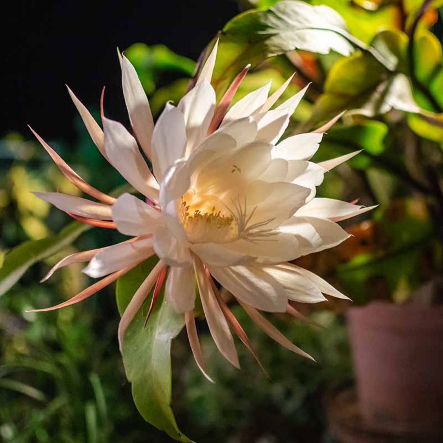 Epiphyllum Cuttings 8-10 inches Alchemy Variety Unrooted Epiphyllum spp. Succulent Plant Propagation