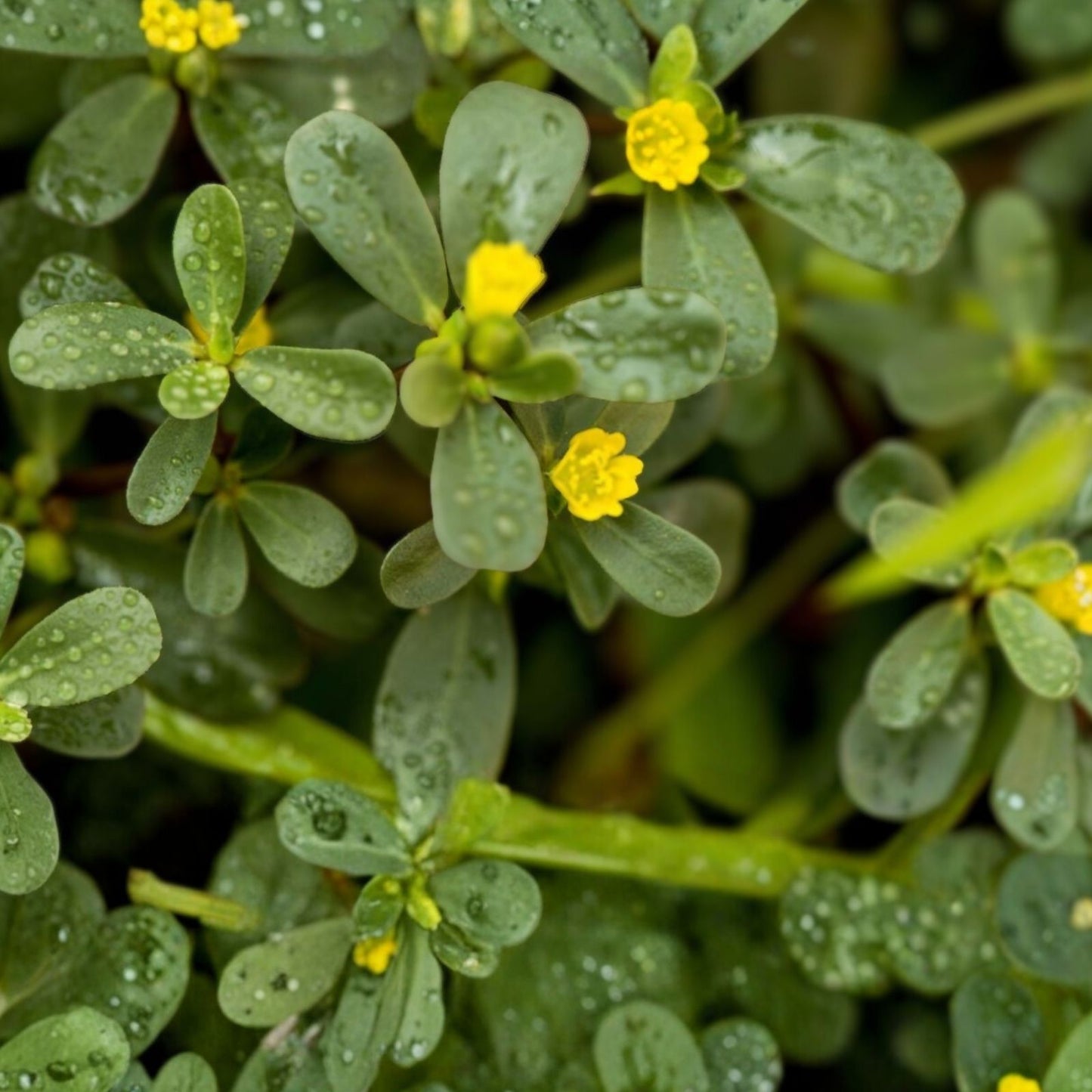 Yellow Single Flower Purslane Cuttings - Bright Purple Flowers - Portulaca oleracea - Succulent Ground Cover Plant