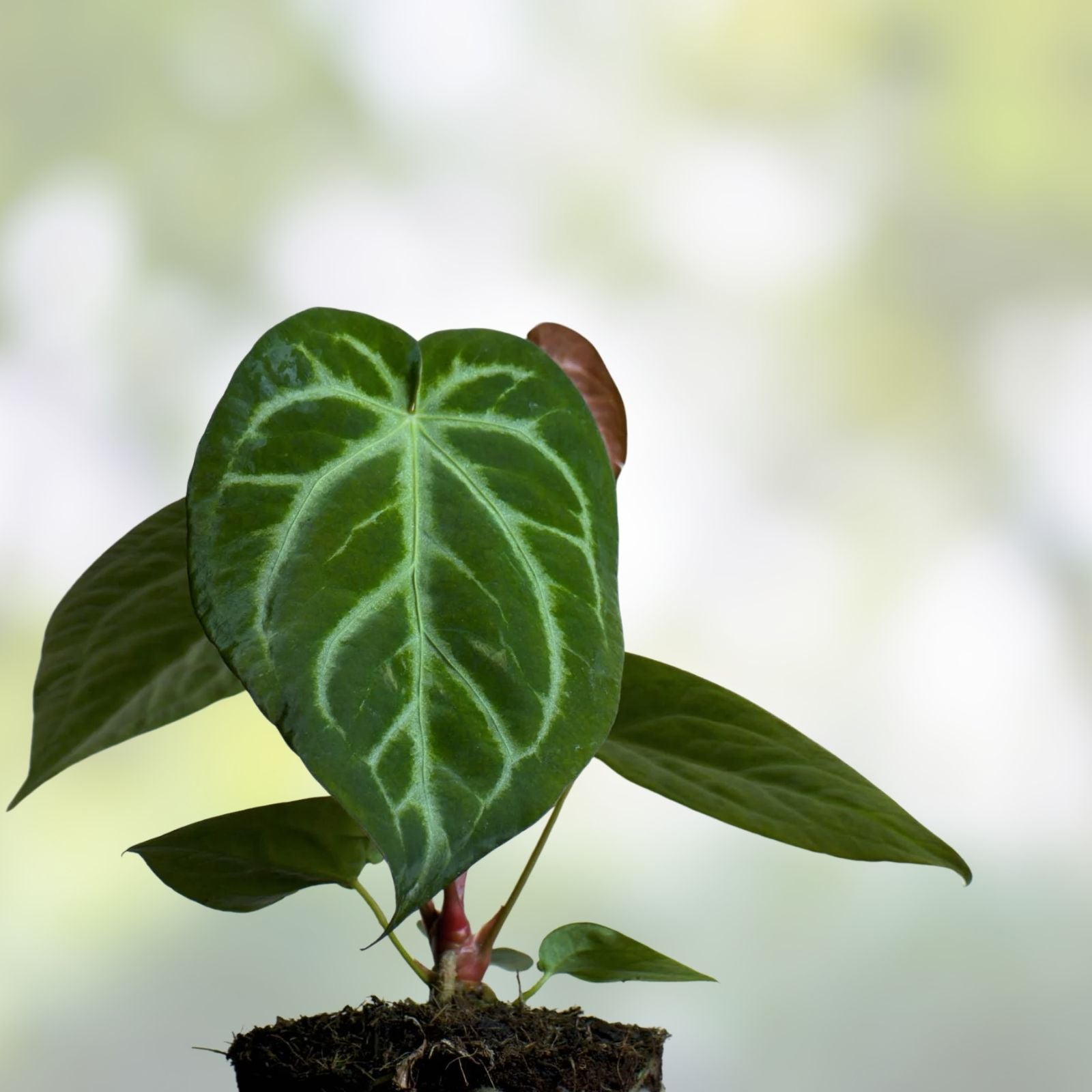 Anthurium Magnificum Plant - Tropical Houseplant - Growers Choice - Easy Care Indoor Plant - Free Shipping