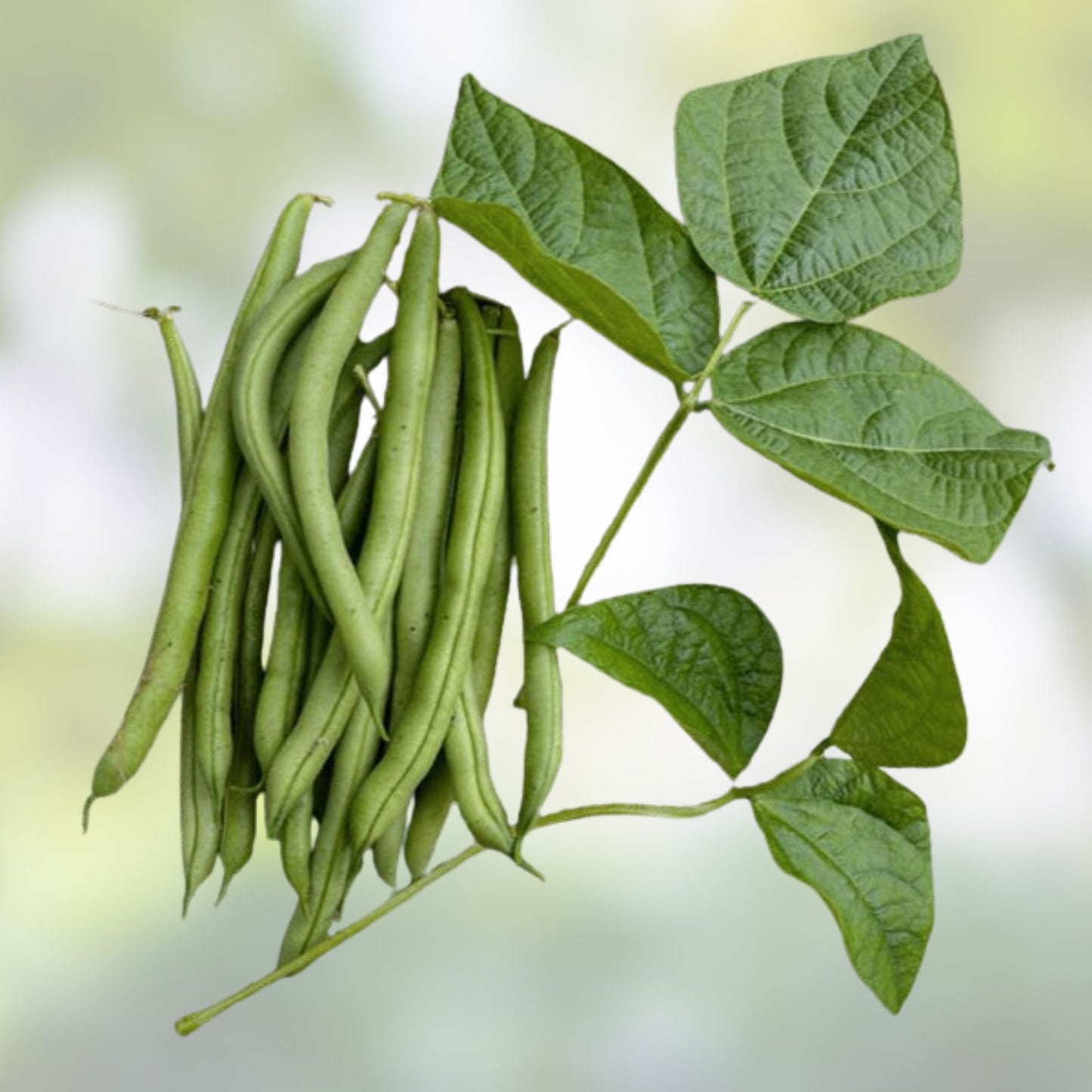 Green Bean Seeds Provider Bush Bean Non GMO Edible Pods Vegetable Garden Starter Plant 50+